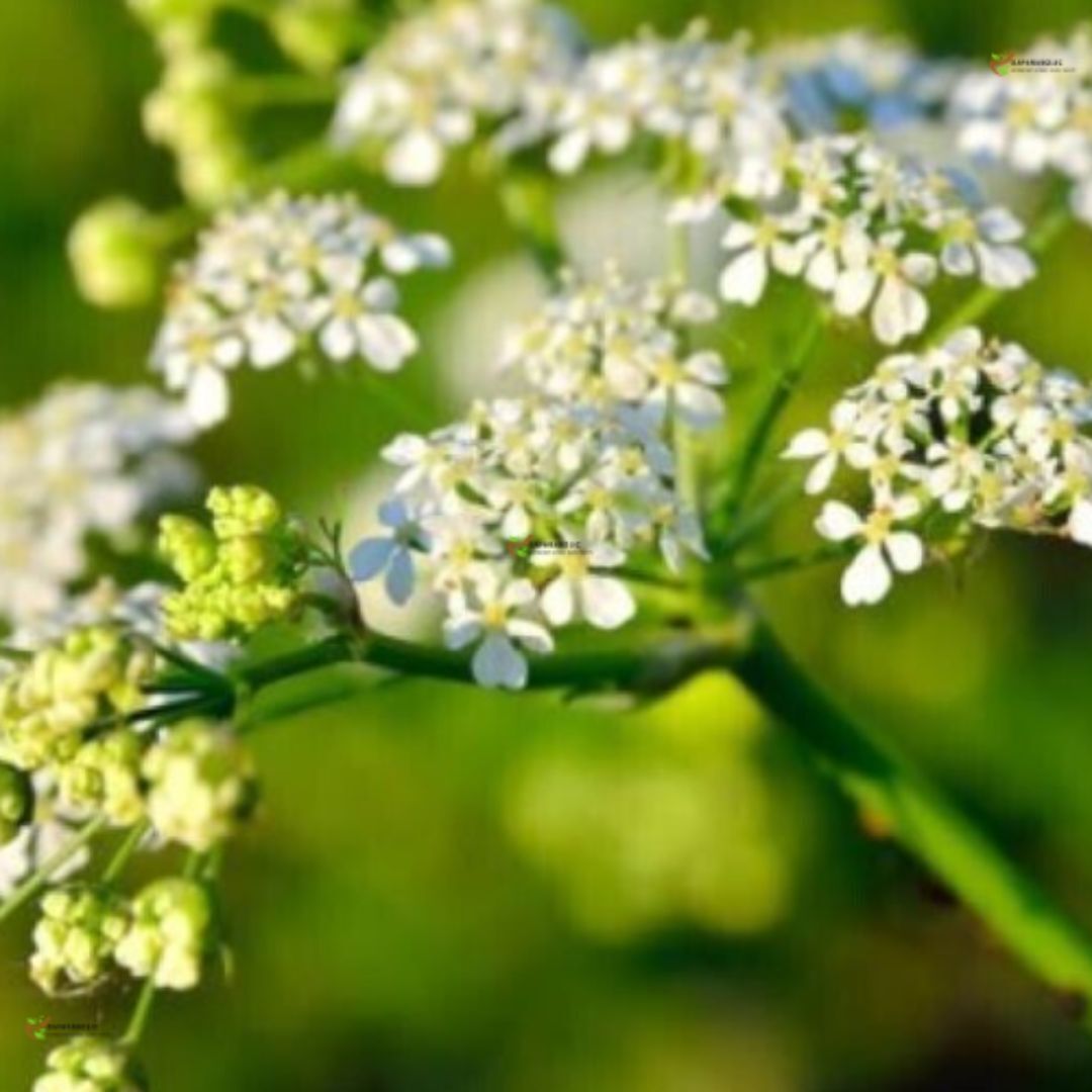 Vertigoheel HEEL 50 tab vertigo , dizziness , tinnitus , motion 1/3/5/10 PACK