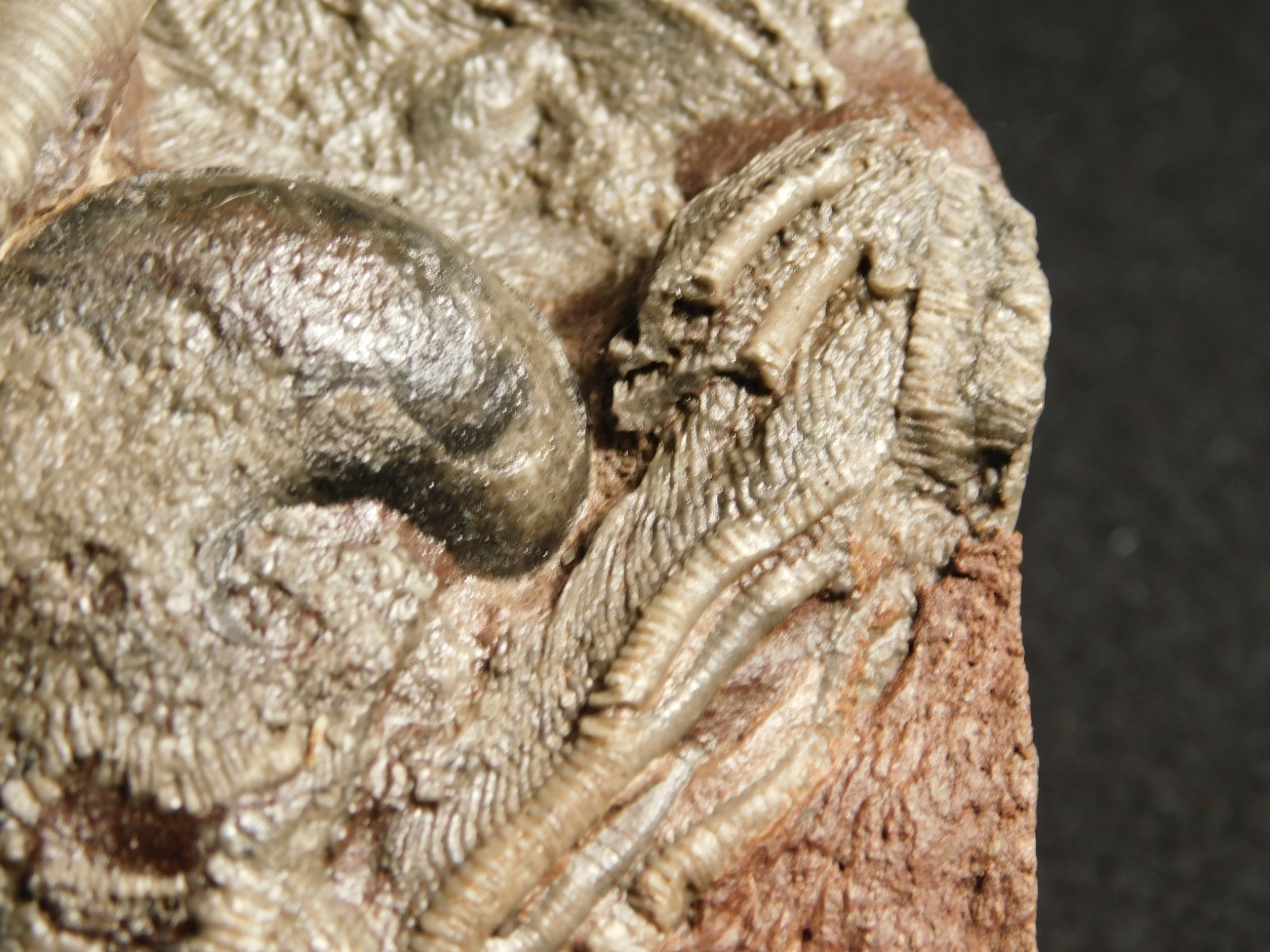 430 Million Year Old! CRINOID Fossil or Sea LILY Fossil Morocco 669gr