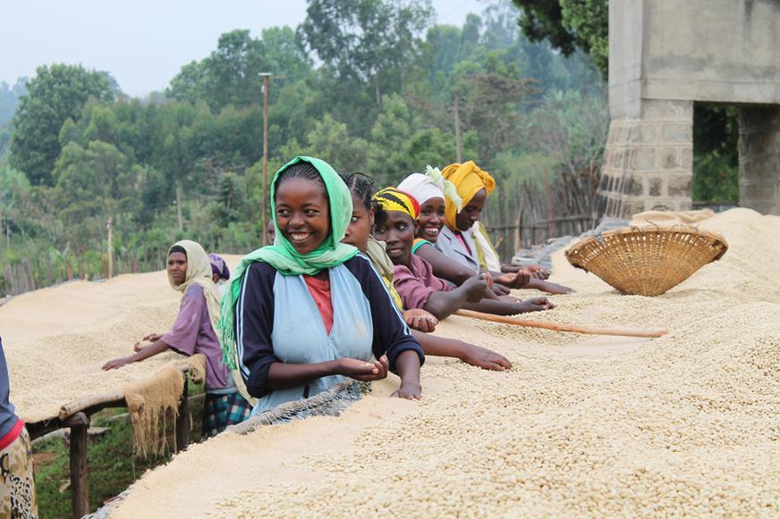 ETHIOPIAN YIRGACHEFFE COFFEE BEANS MEDIUM ROASTED 5 POUNDS