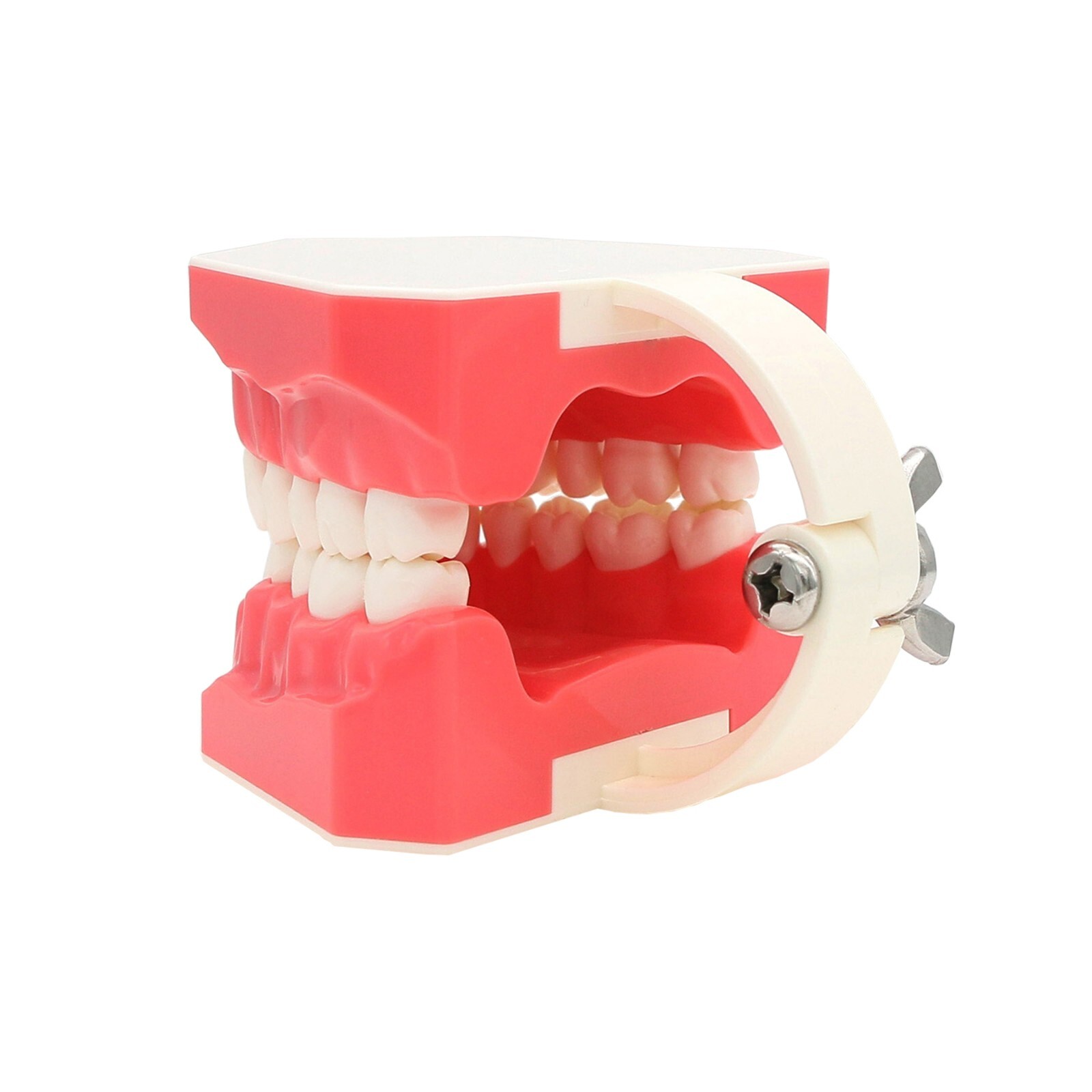 Dental Teeth Model Brushing Flossing Practice Studying Teaching Model M7010-1