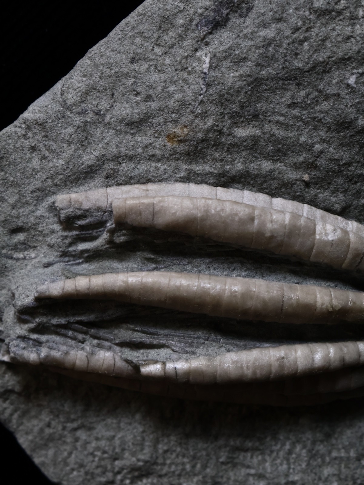 Two Scytalocrinus decadactylus Fossil Crinoids, Crawfordsville, Indiana
