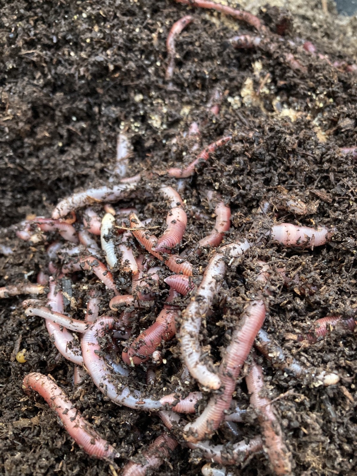 Bait worm European nightcrawler 200