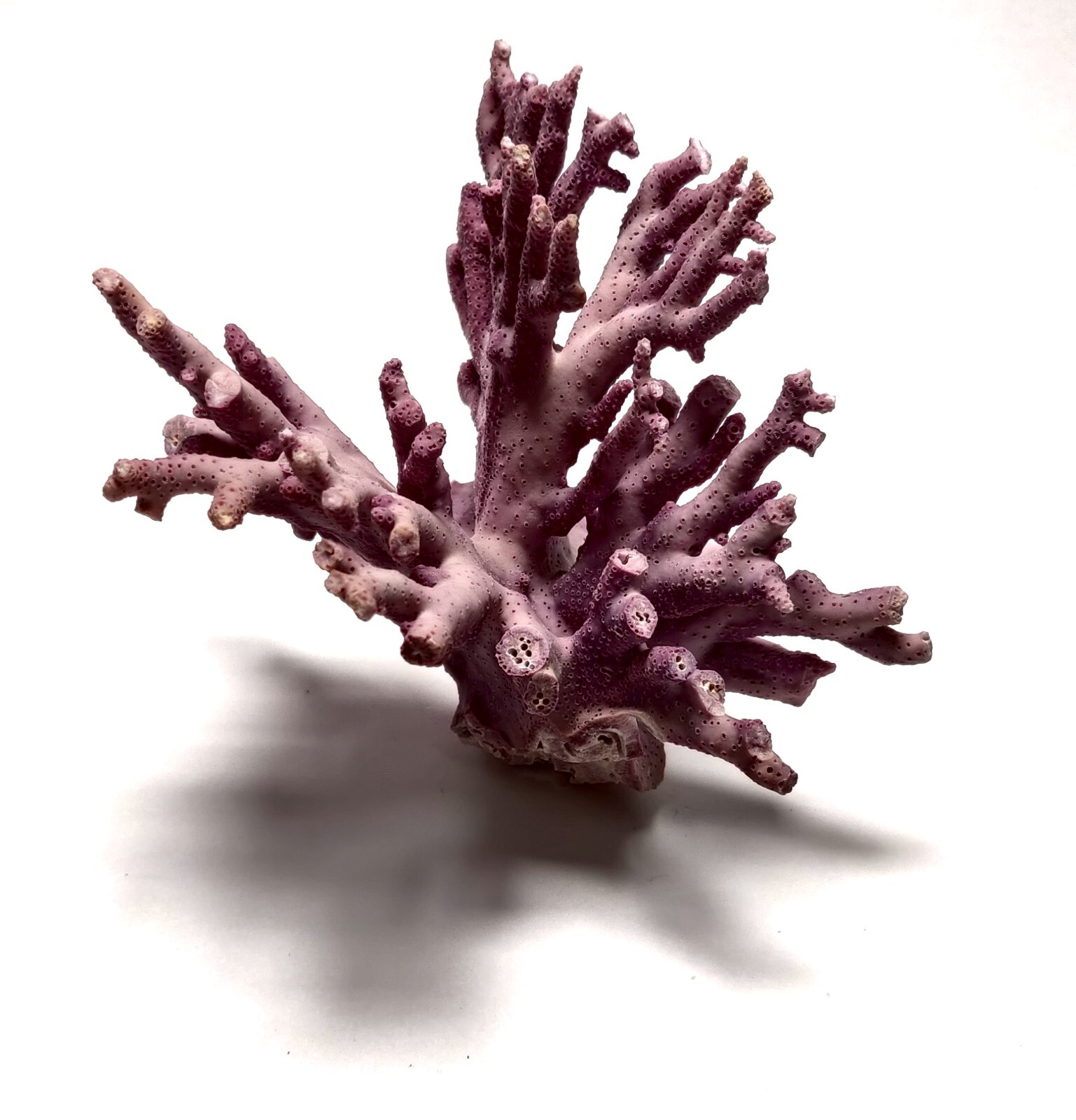 Rare Purple / Lavender Hydrocoral Coral from California Home Decoration