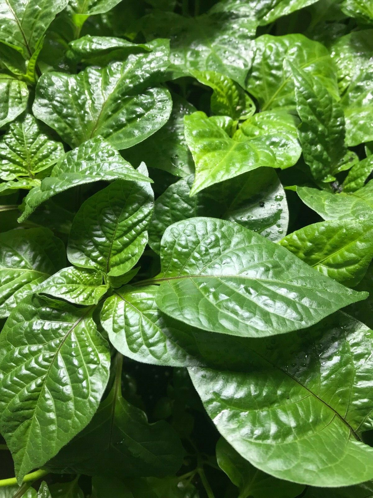 "YOU PICK" Lot of 6 LIVE 75+ DAY OLD SUPER HOT PEPPER PLANTS See the List