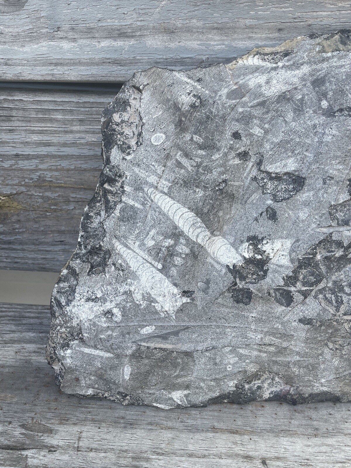 Polished Orthoceras Fossil Black Stone Slab Beautiful ❤️❤️❤️