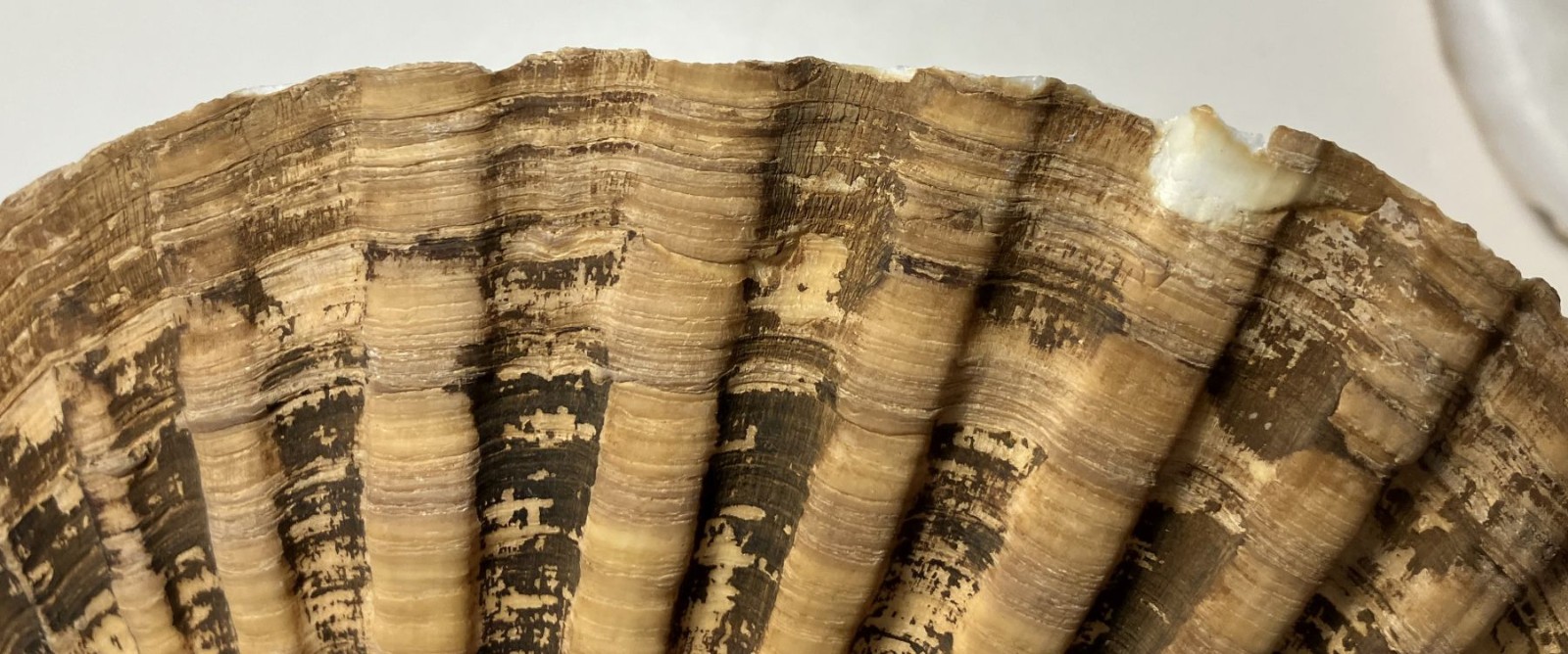 Patinopecten caurinus. Weathervane Scallop. Great Shape. 180 mm.