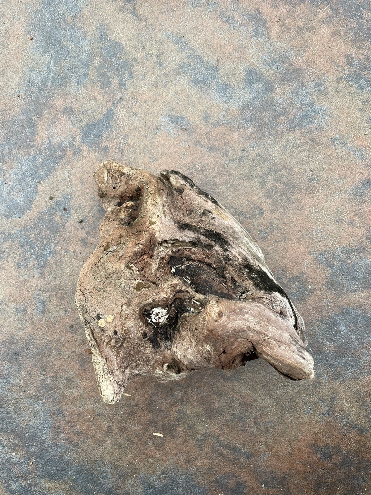 Natural Driftwood for Plants Terrarium Taxidermy Art Projects