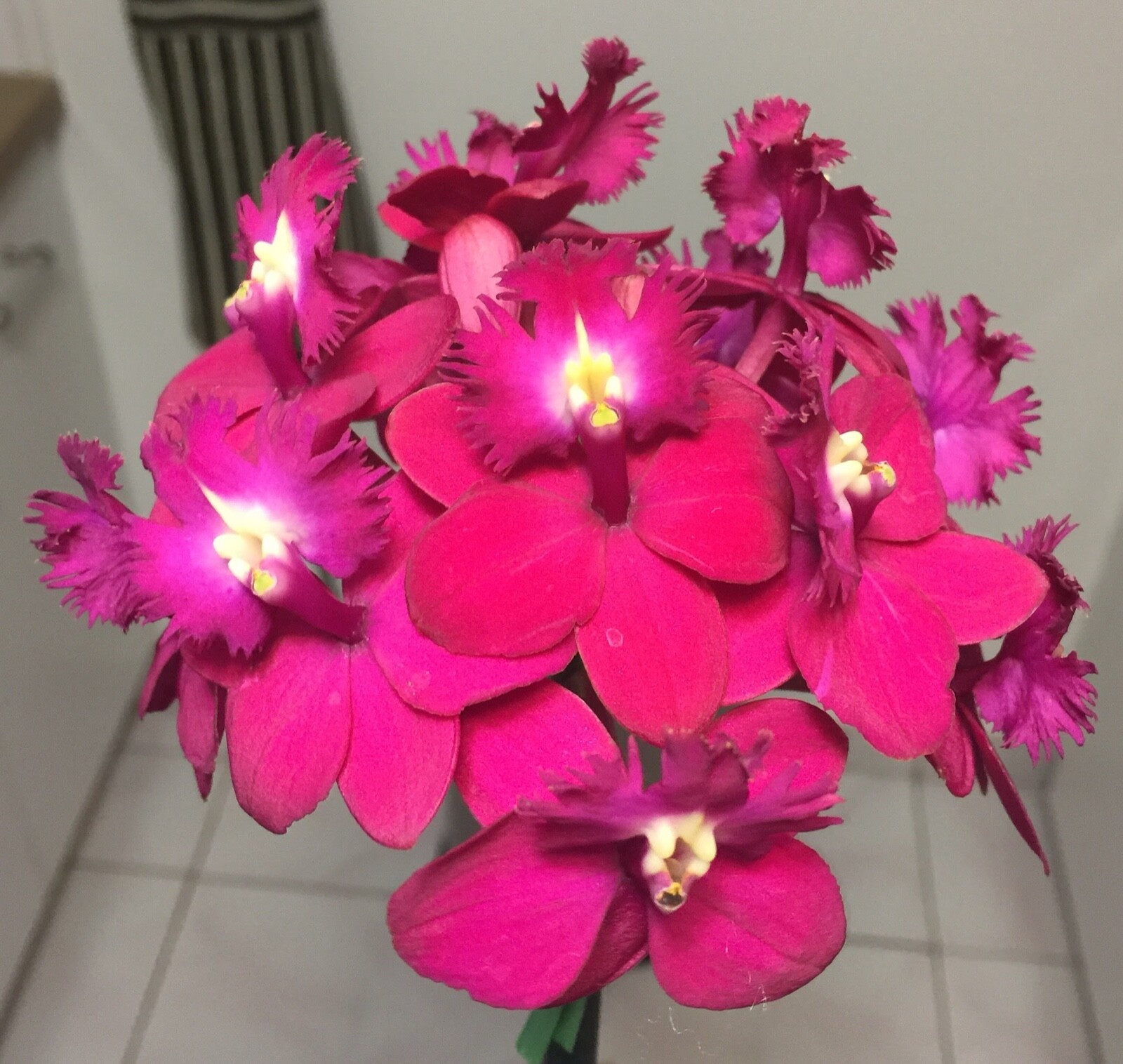 Premium "Fluffy" Tree Fern Fiber (New Zealand) - Debris Free