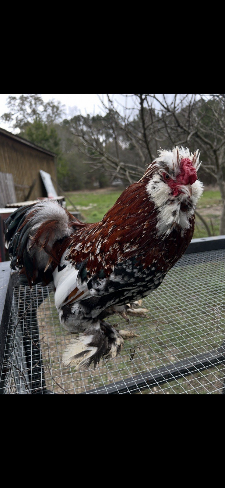 12+ Mille Fleur Satin Hatching Eggs NPIP & AI Clean.