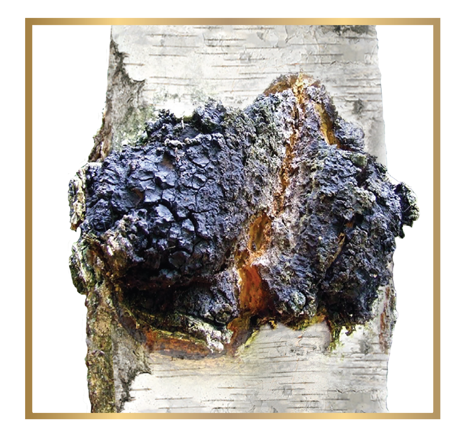 All Natural Siberian Chaga Mushroom Raw Powder Wild Harvested, Supreme Quality