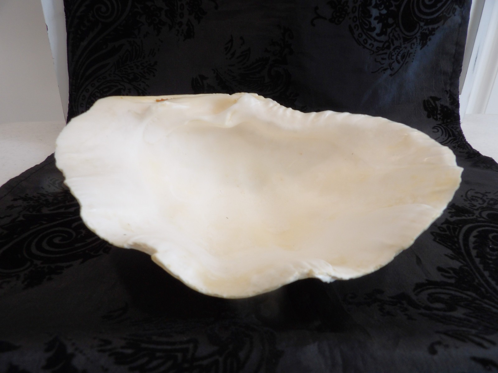 Awesome OLD Vintage Natural Half Tridacna Clam Shell~Fabulous Decor