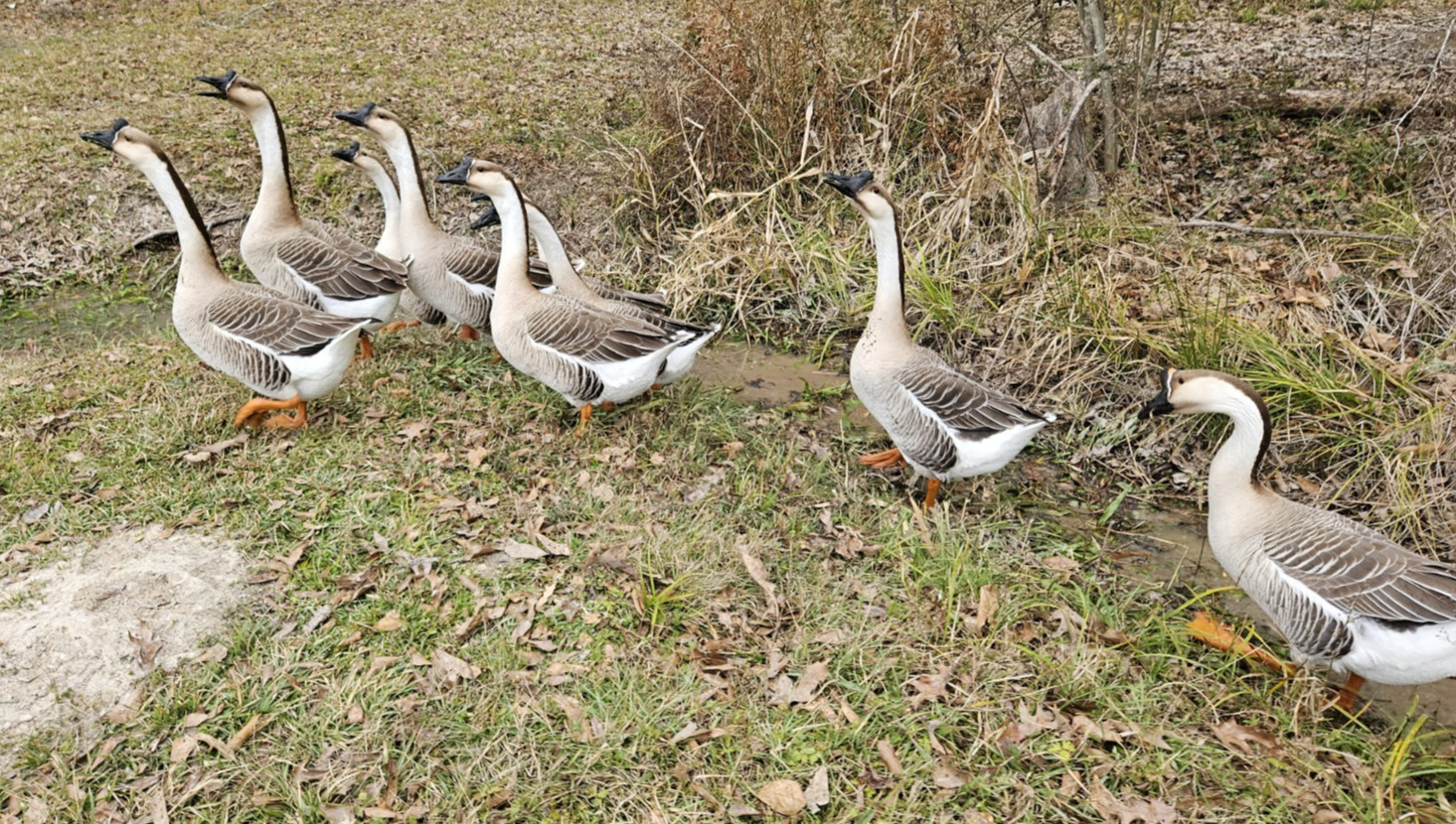 3 + African Goose Hatching Eggs Fertile Louisiana Farm Fresh MULTIPLES AVAILABLE