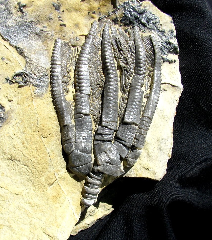 KILLER 3-D ENCRINUS CRINOID ON BEAUTIFUL DISPLAY PLATE, GERMANY - GREAT DETAIL!