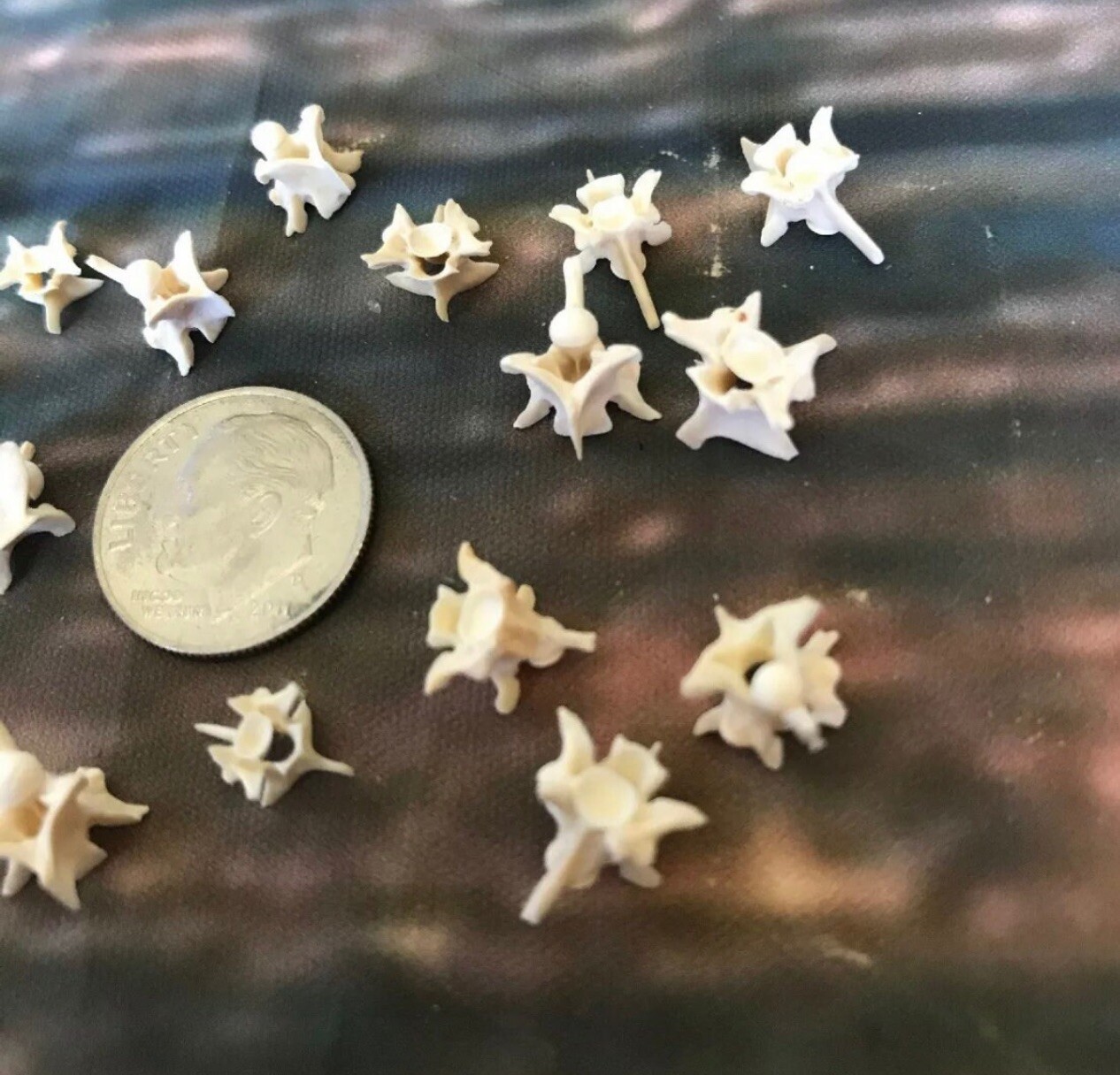 20 Real Rattlesnake Vertebrae Vertebrea Bone Gothic Art Craft Supply Jewelry Odd