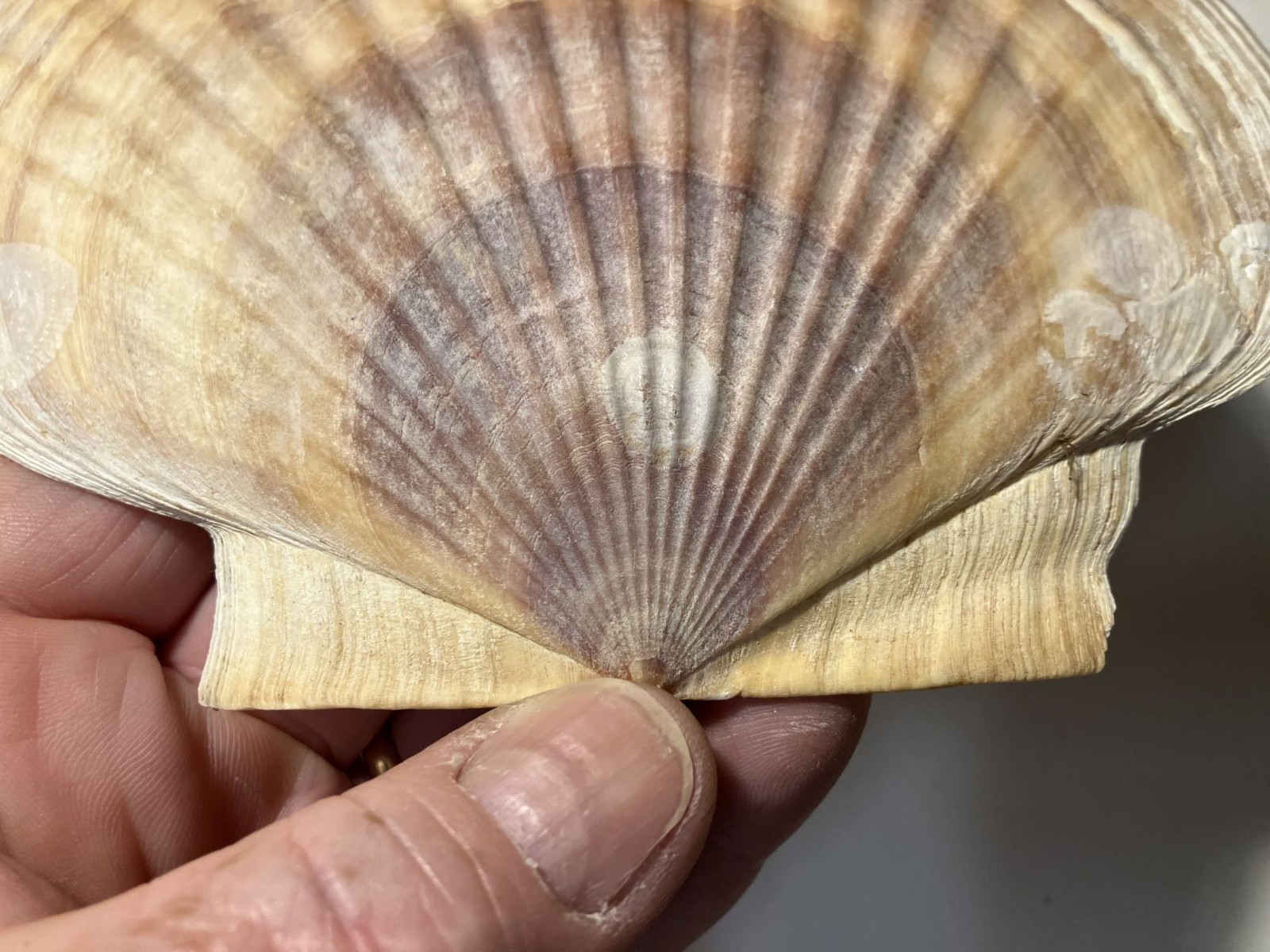Patinopecten caurinus. Weathervane Scallop. Great Shape. 180 mm.