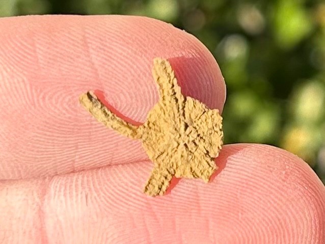 Fossil Starfish Ophiura graysonensis Brittle Star Texas Cretaceous Pawpaw Fm