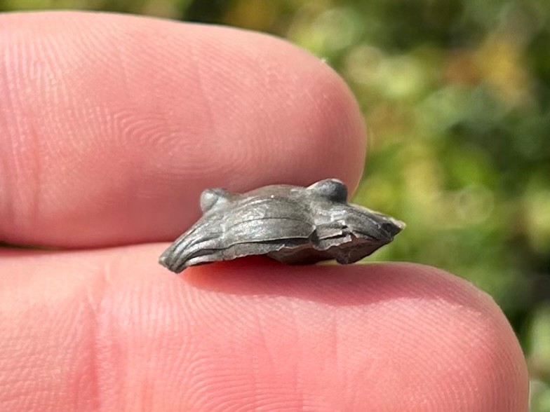 Trilobite Fossil Isotelus maximus Arnheim Formation Enrolled Ordovician Bug