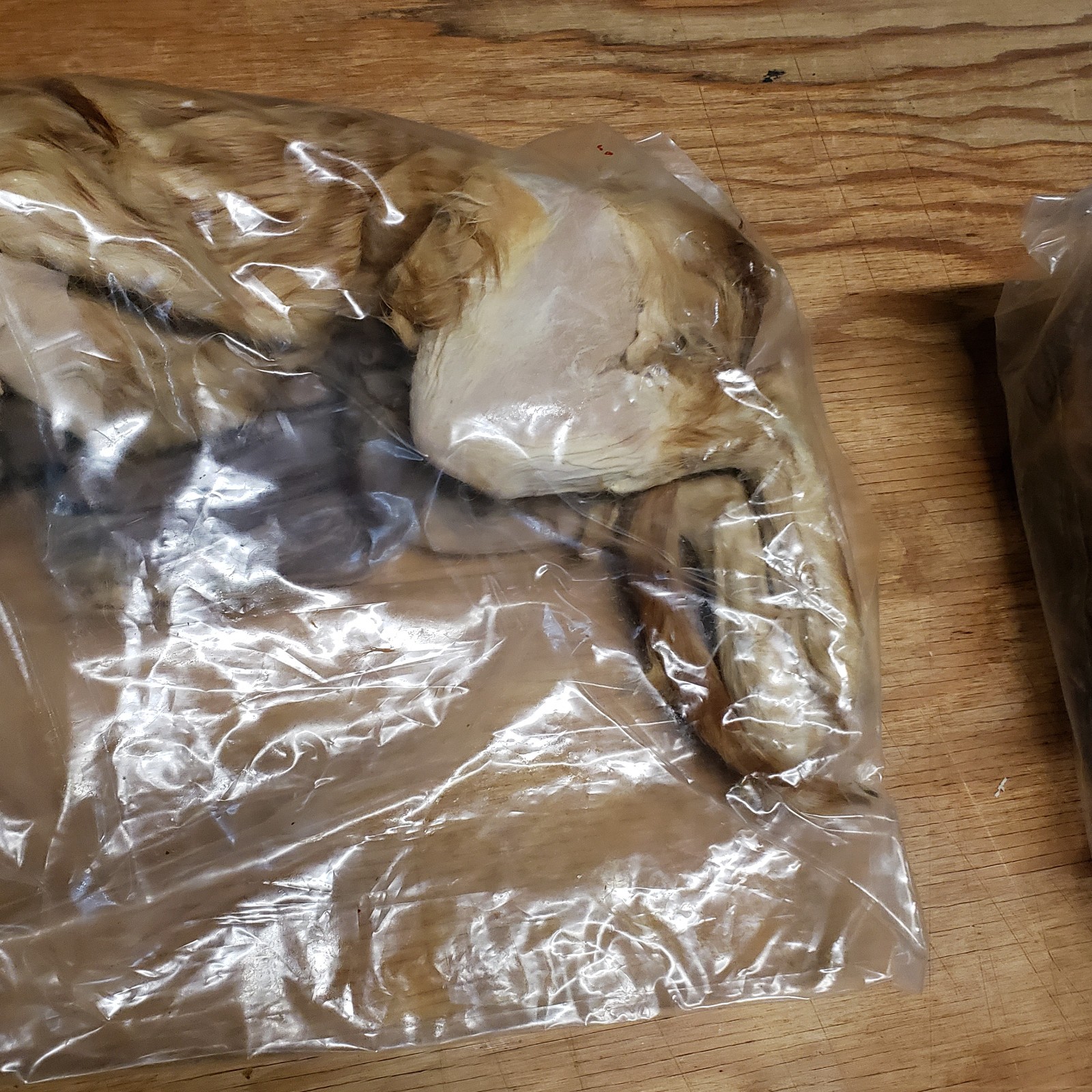 Cat Specimen Taxidermy Oddities Mummified School Research Dissect Lot