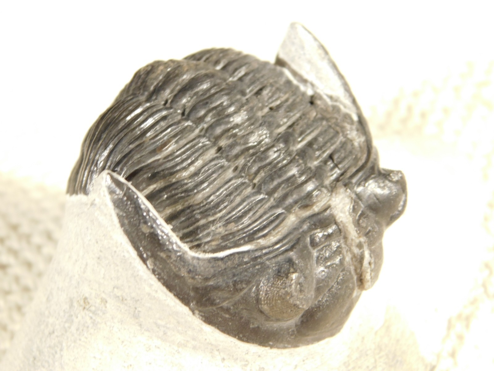 Enrolled! Hollardops TRILOBITE Fossil Nice and 100% Natural Morocco 208gr