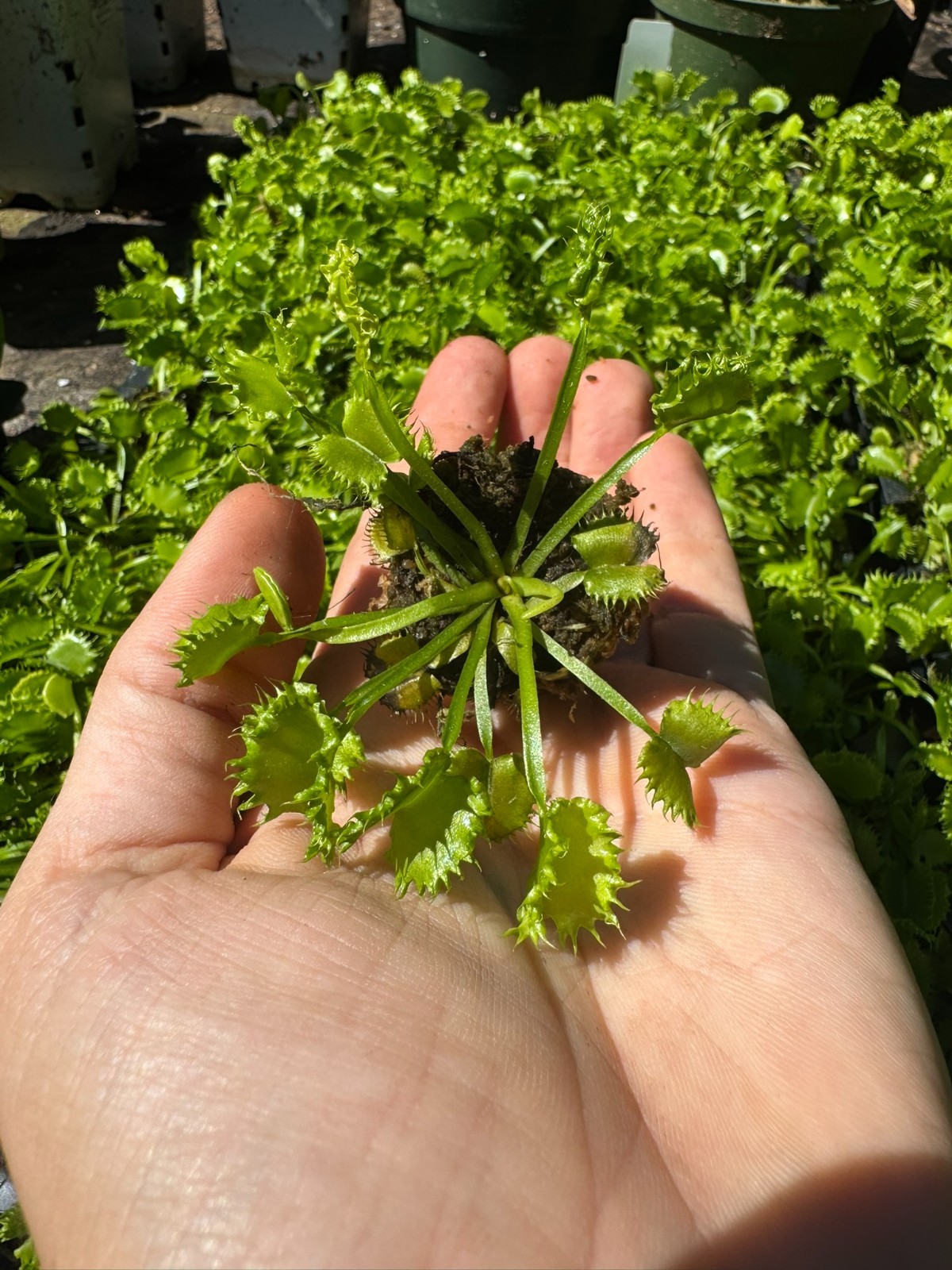 Venus Flytrap 'Chinese Dumpling' plug (Dionaea Muscipula) - Carnivorous Plant