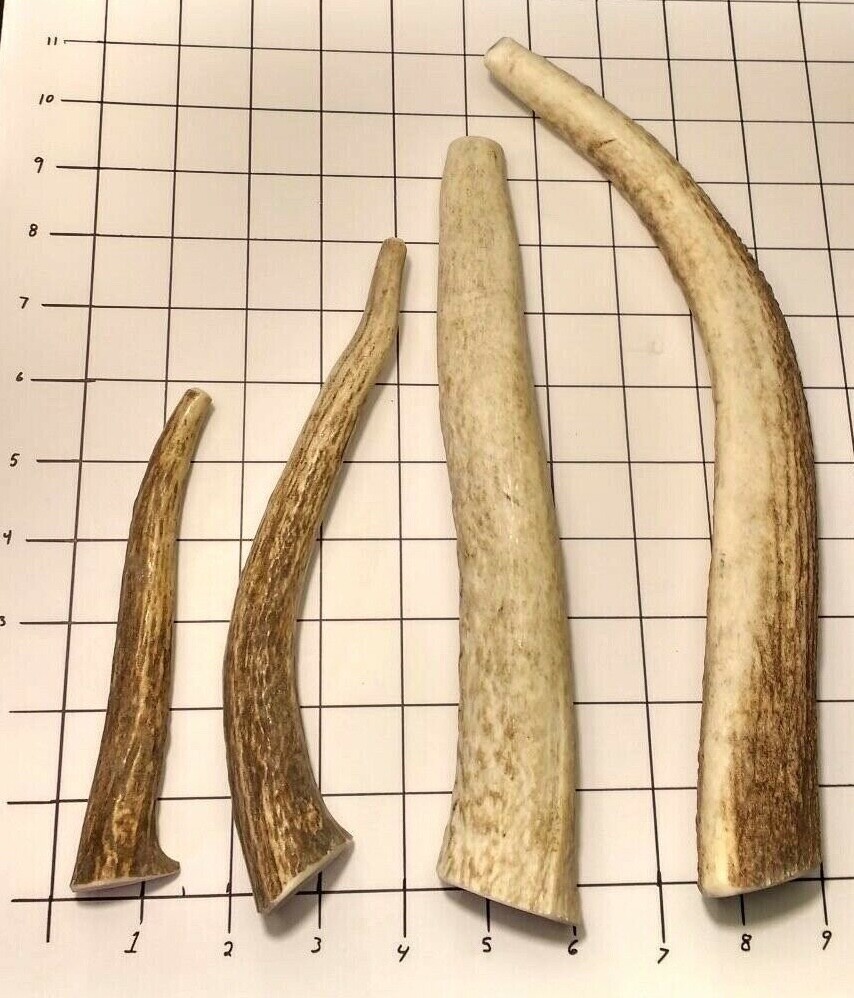 Single (1) Organic Deer/ Elk Antler Dog Chew! Sm, Med, LG, XL, XXL, Custom Sizes