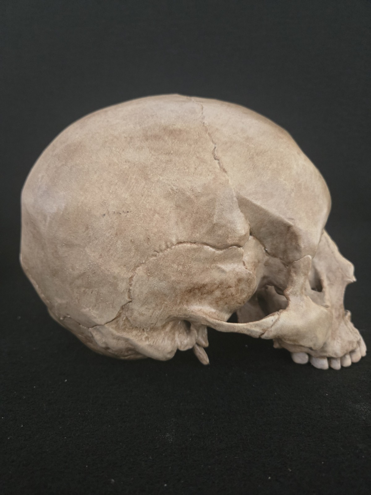 Skull Human Replica- Realistic Life Size- Momento Mori