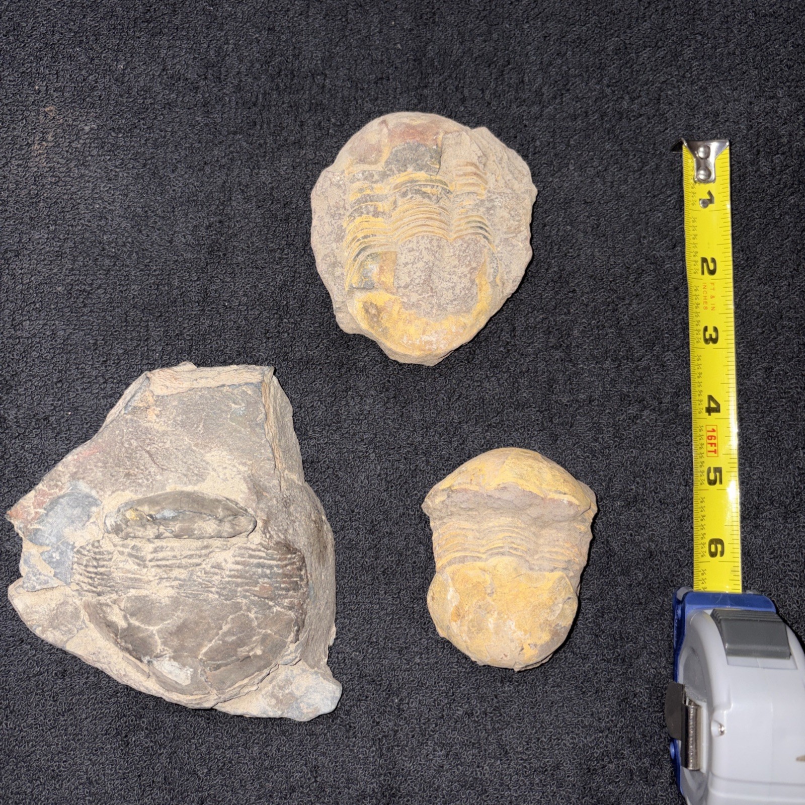 (3) Bumastus Like Trilobites Silurian China Large.