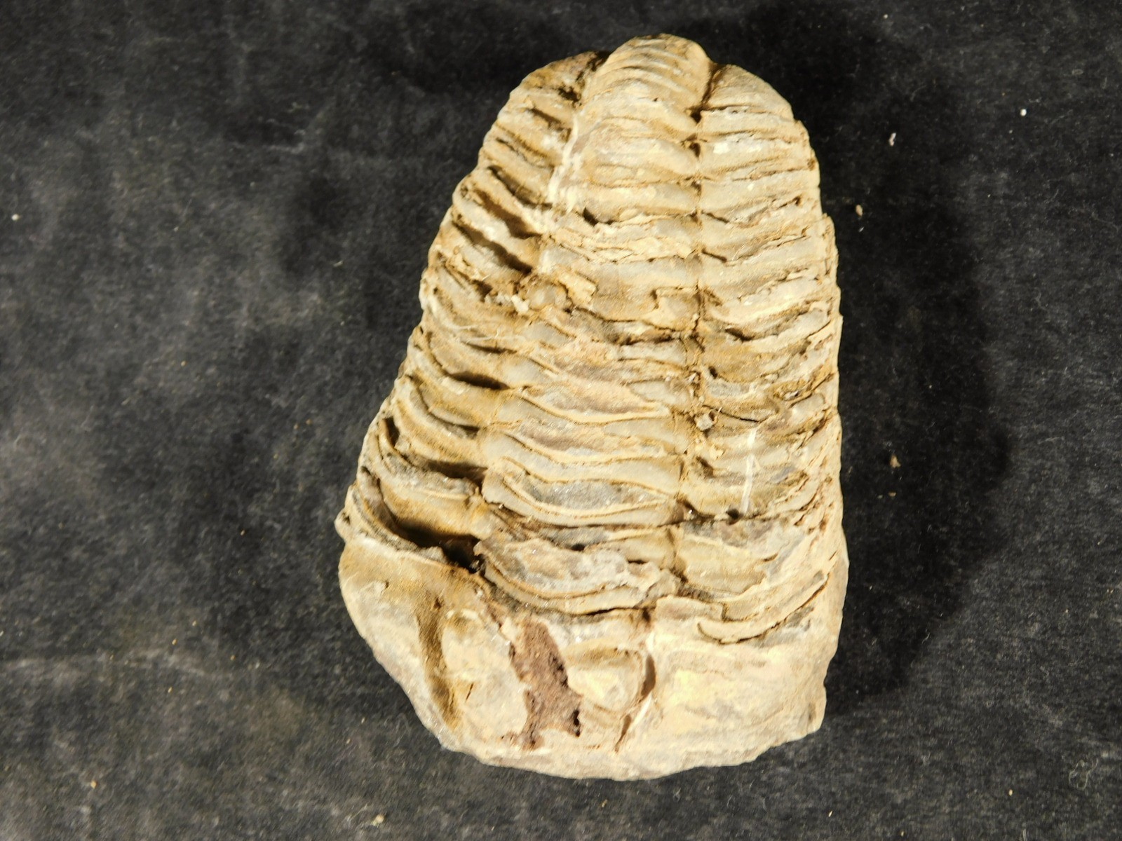 Big! 460 MILLION Year Old! Flexicalymene TRILOBITE Fossil Morocco 2.31