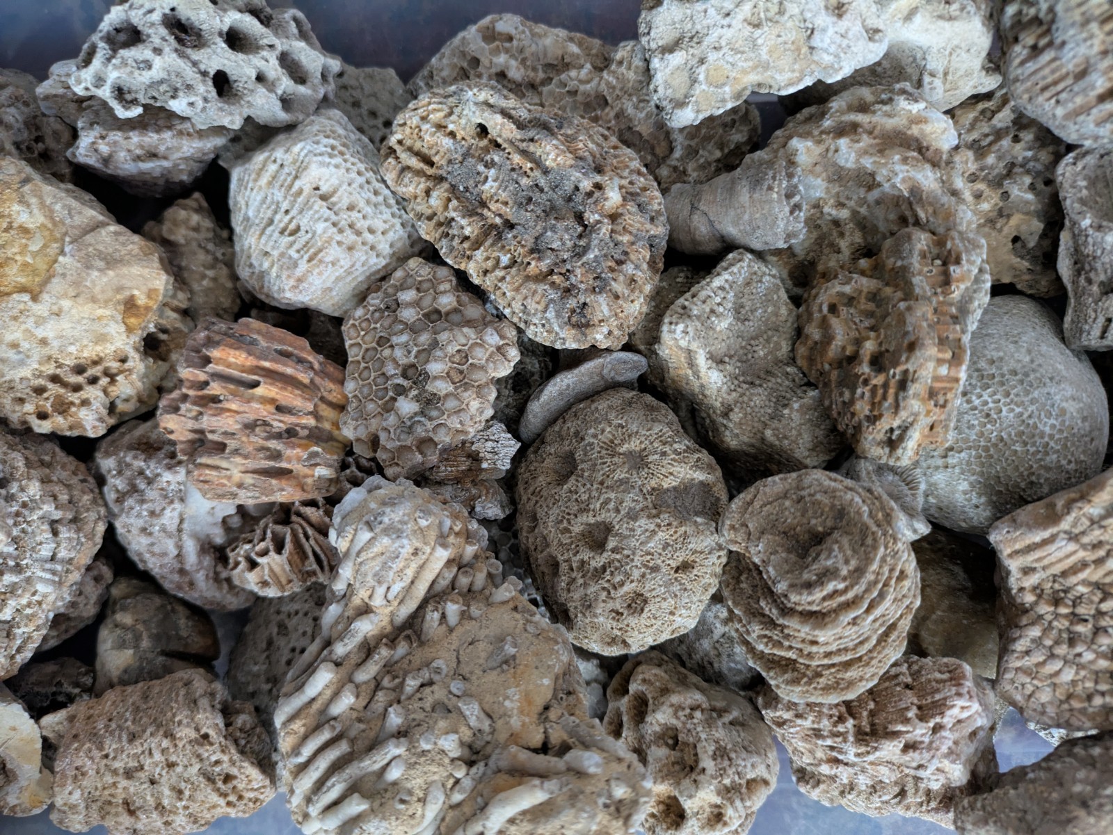 Ancient Marine Fossils 1/2 Lb High Quality Specimens!!  Random Assortment