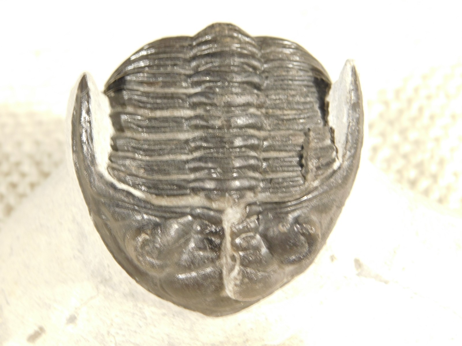 Enrolled! Hollardops TRILOBITE Fossil Nice and 100% Natural Morocco 208gr