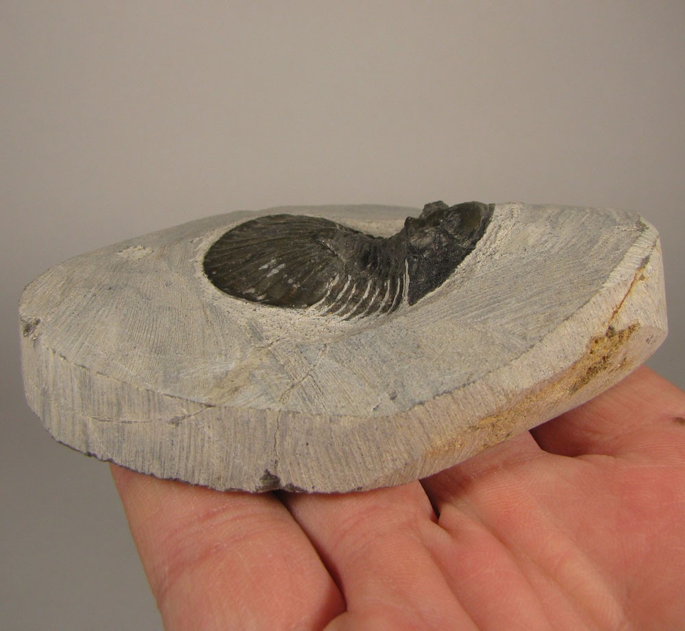 1.5" Scabriscutellum TRILOBITE Fossil on Matrix - Devonian Age - Morocco