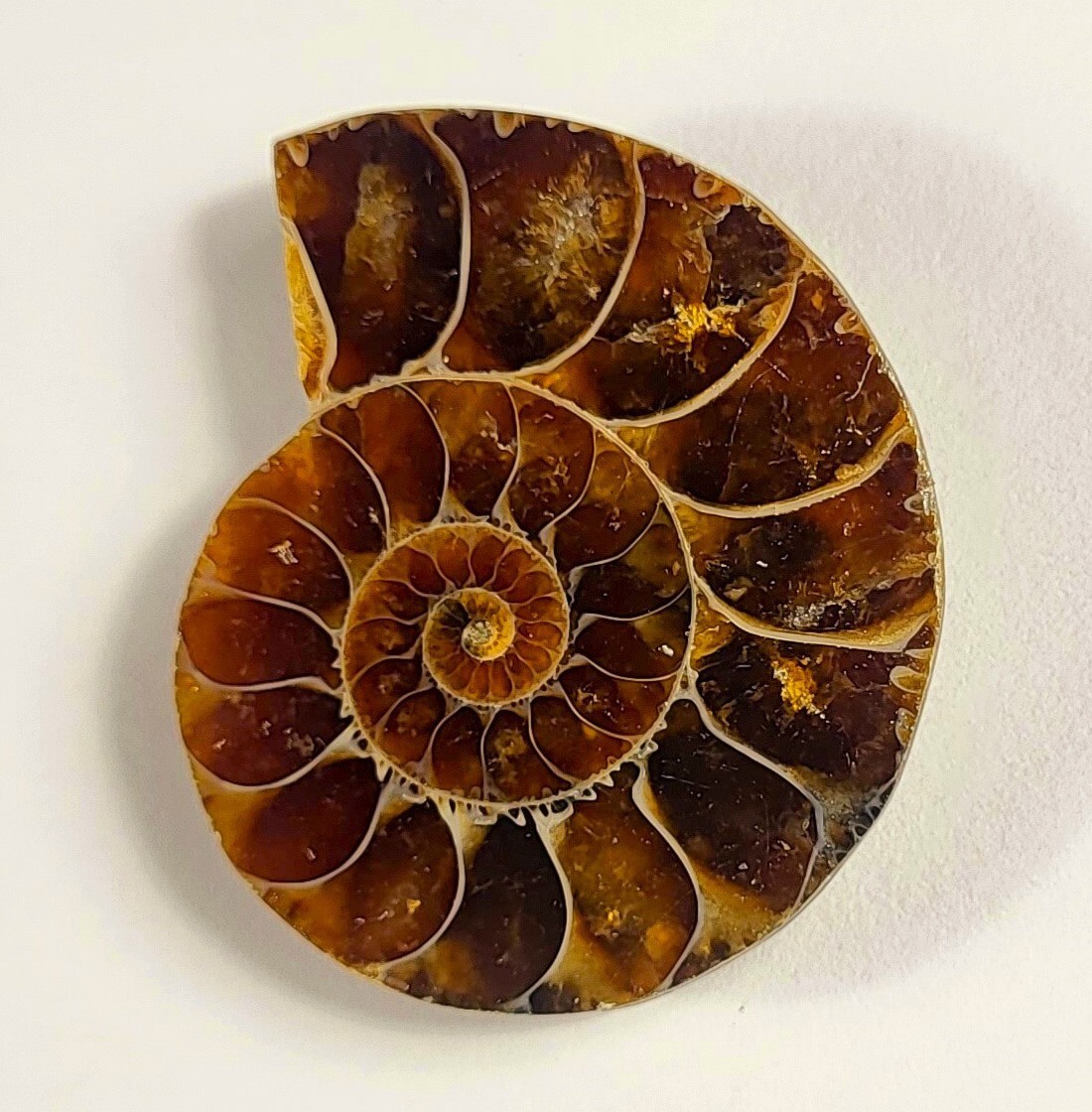 32mm Half Ammonite Spiral Fossil Shell Natural Fossilized Ammolite - Madagascar