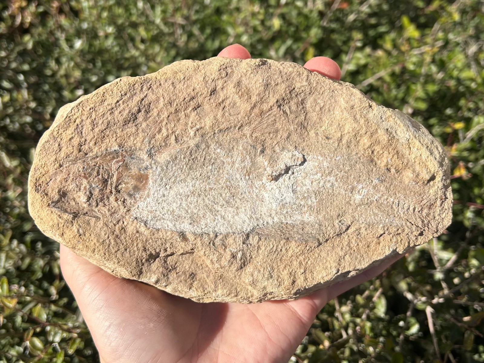 Rhacolepis Fossil Fish Brazil Santana Formation Cretaceous Pachyrhizodontidae