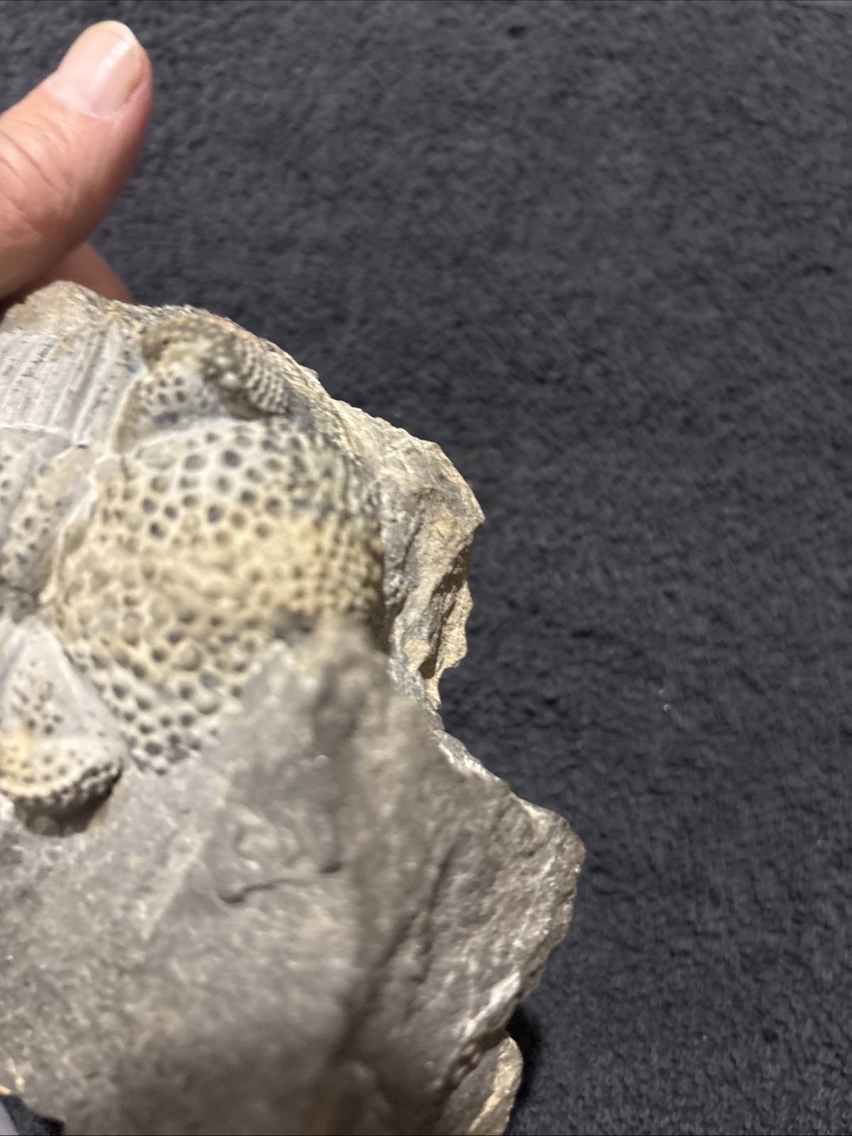 Exceptional Drotops 5 1/2 Inches, Right Side Still Encased Near Pristine