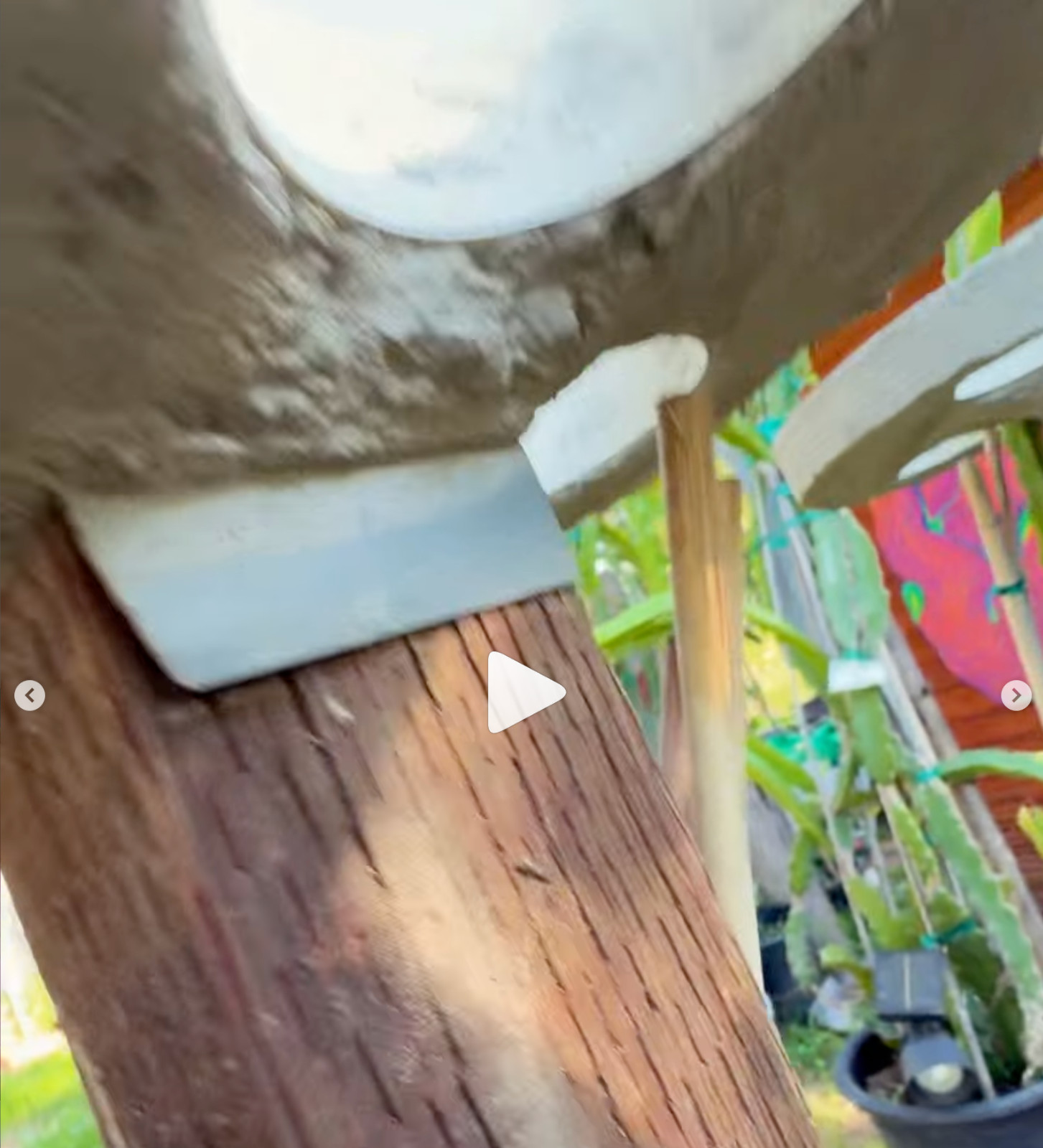 Dragon Fruit Trellis Topper with FREE LED SOLAR LIGHT Screw Direct to 4x4 Post