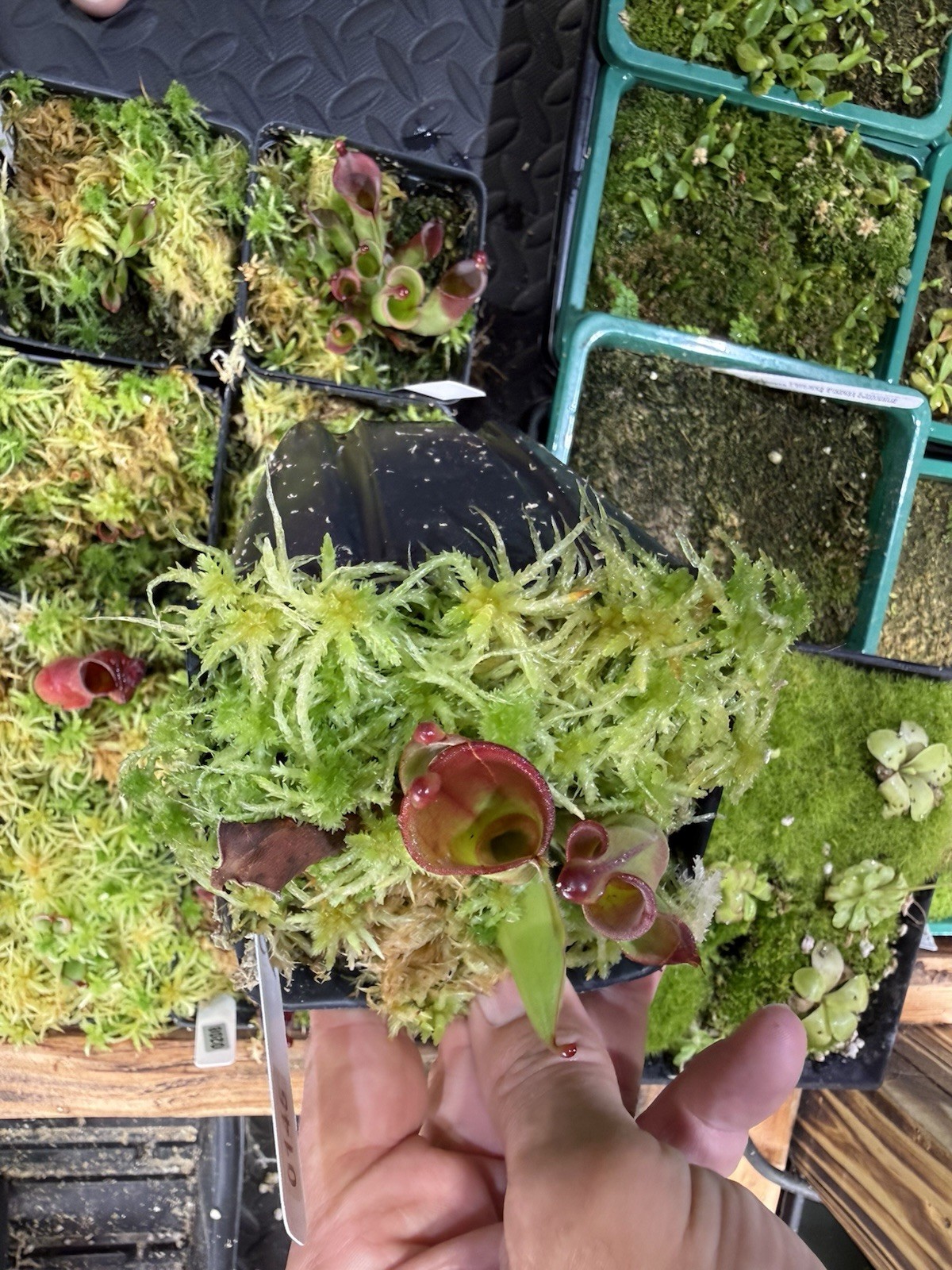 Heliamphora Minor X Cherry Top