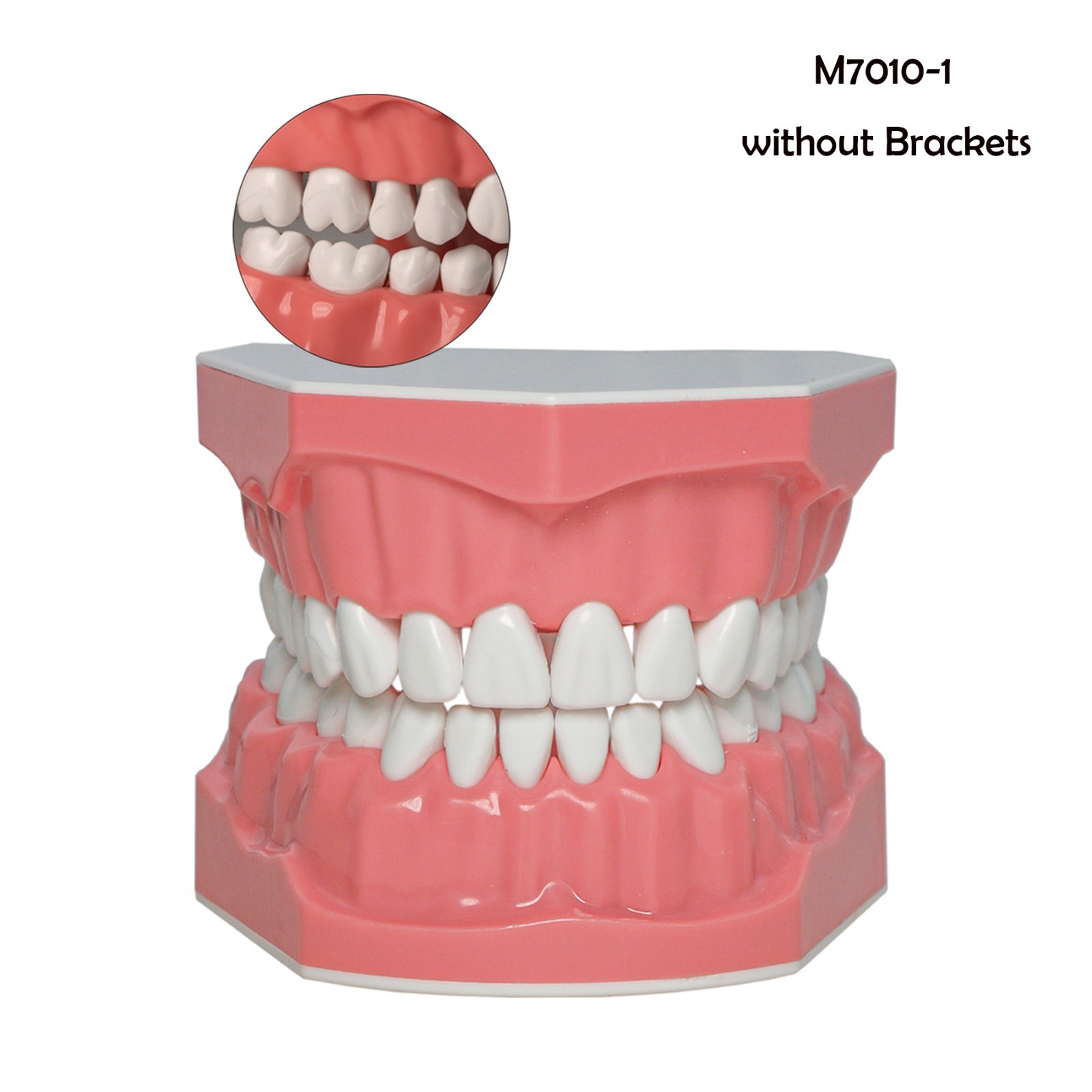 Dental Typodont Teeth Model Brushing Flossing Practice Teaching Model  M7010-1