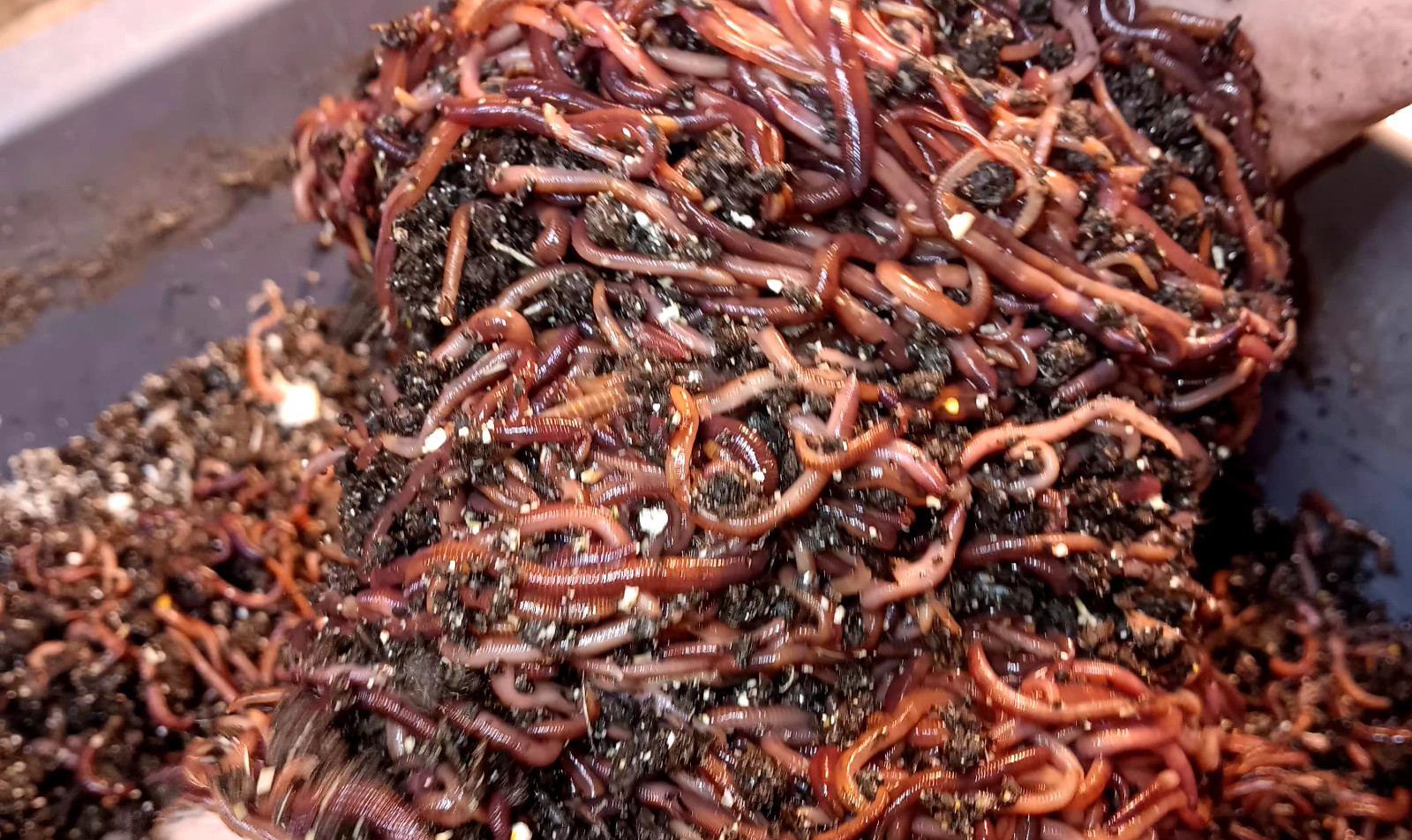Live Red Wiggler WORMS, Garden Time, Red Wiggler Compost Worms, Wiggler Blend!