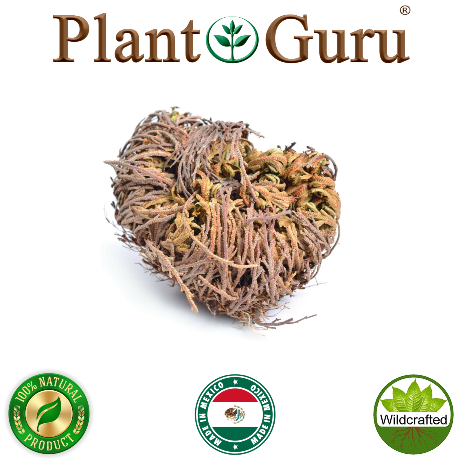 Jericho Flower - 24 Pack Bulk - Rose of Jericho, Resurrection Flower Whole Dried