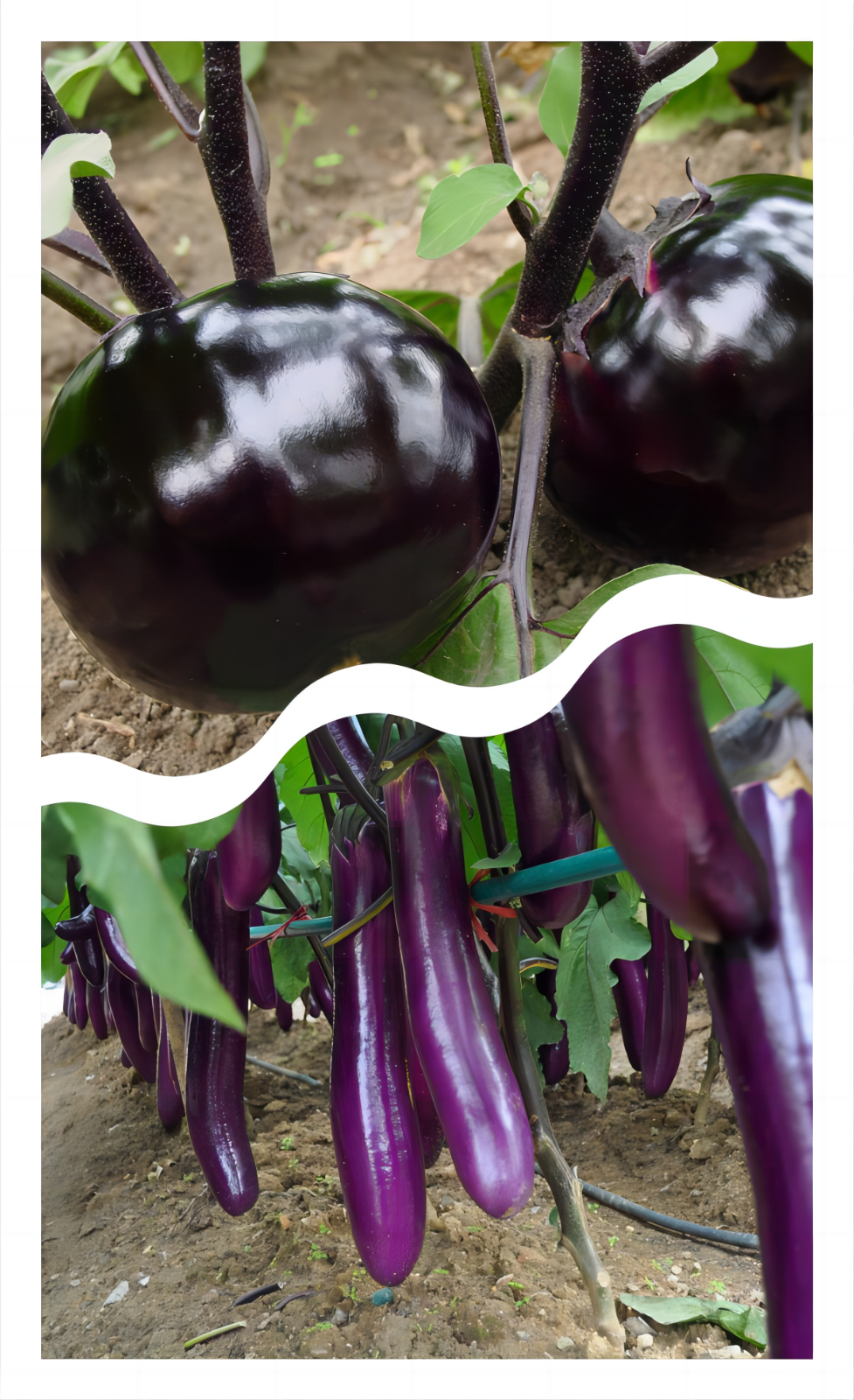 Atlas Vegetable Seeds Survival Garden Kit - Over 50,000 Seeds, 29 Varieties