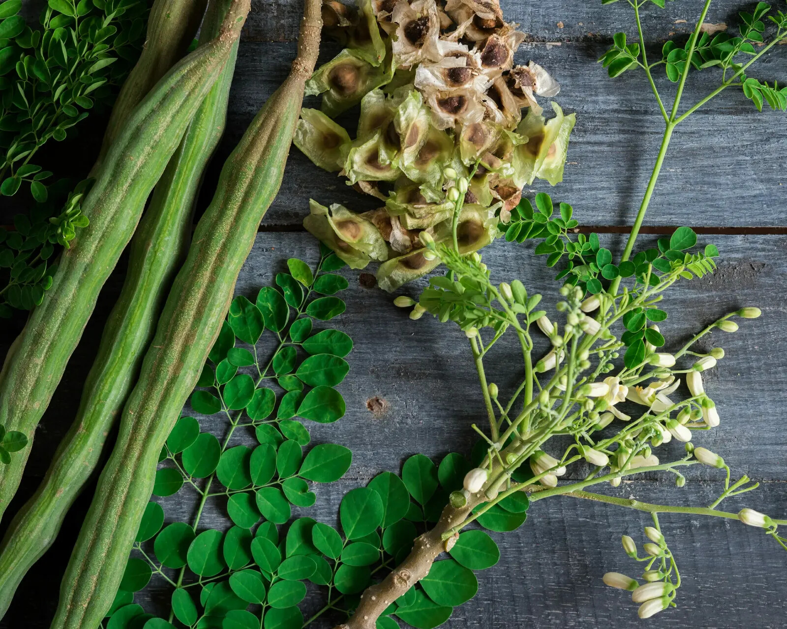 Moringa Seeds for Planting | Non-GMO Wingless from India Very Fresh | Bulk