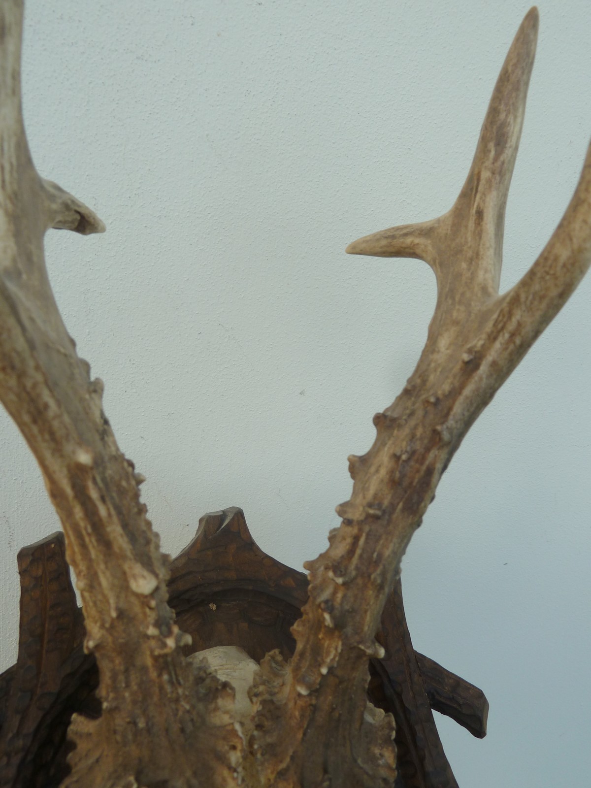 17" HUGE HEAVY ** 1990** DATED SUPERB BLACK FOREST CARVED ROE DEER ANTLERS MOUNT