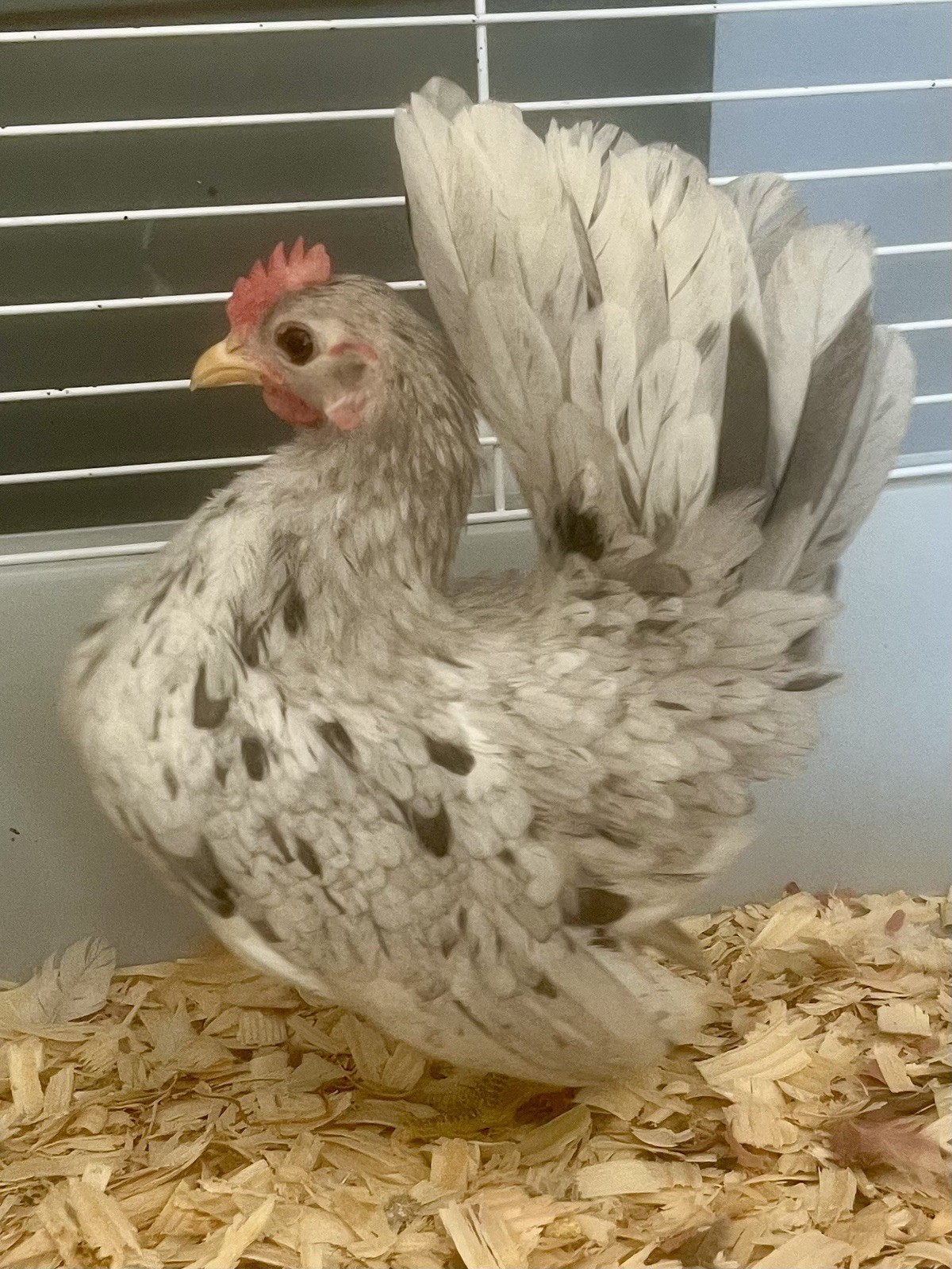 Small/Micro SERAMA Eggs One dozen Eggs