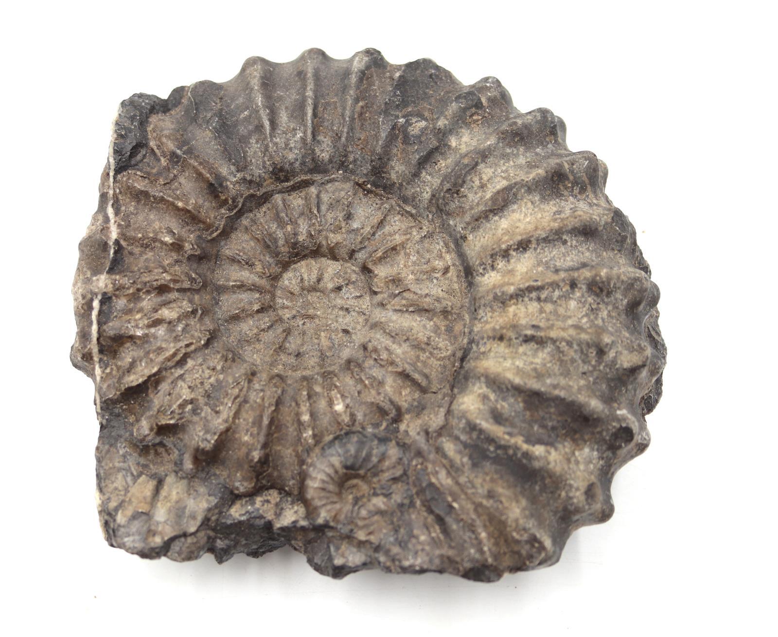 Ammonite Prolyelliceras Fossil Peru 110 Million Years Old #18188