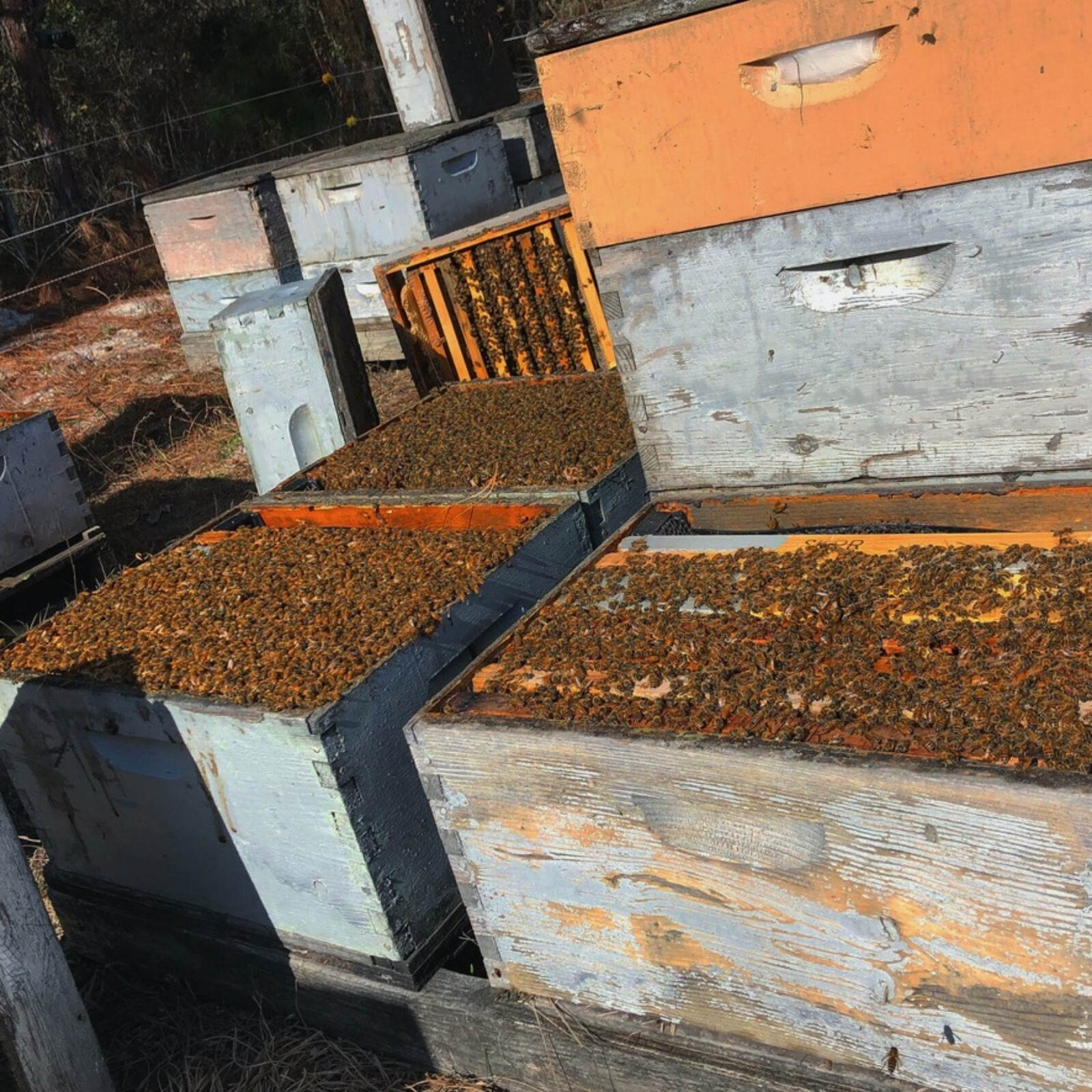 10 Pound 100% Natural American Beeswax Block Made By Our Bees