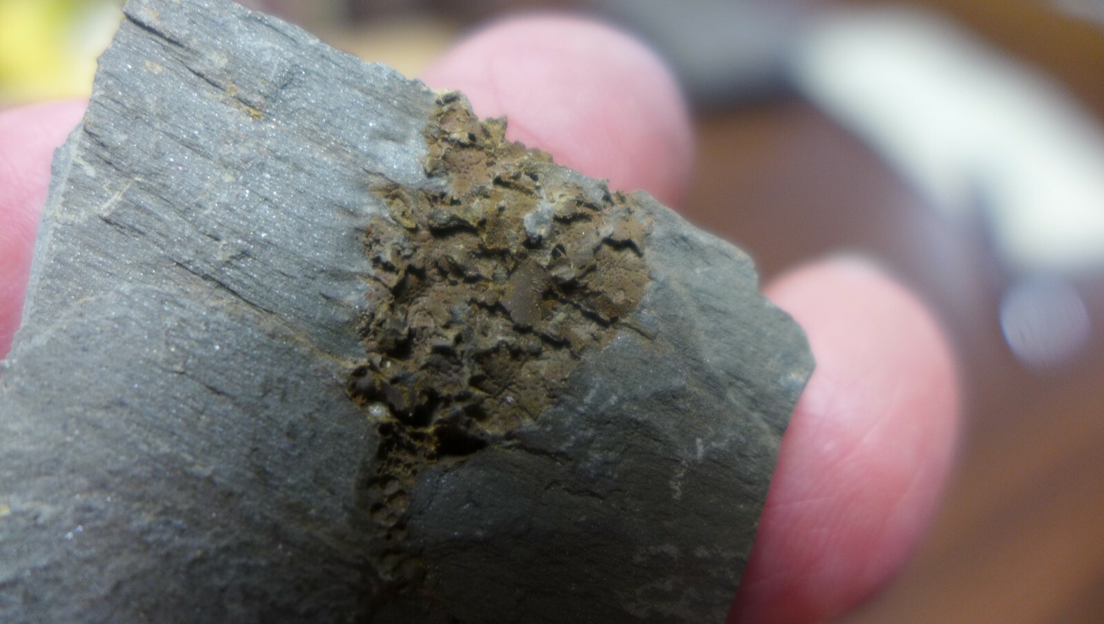 GEOLOGICAL ENTERPRISES Cambrian fossil echinoderm Gogia Palmeri Idaho