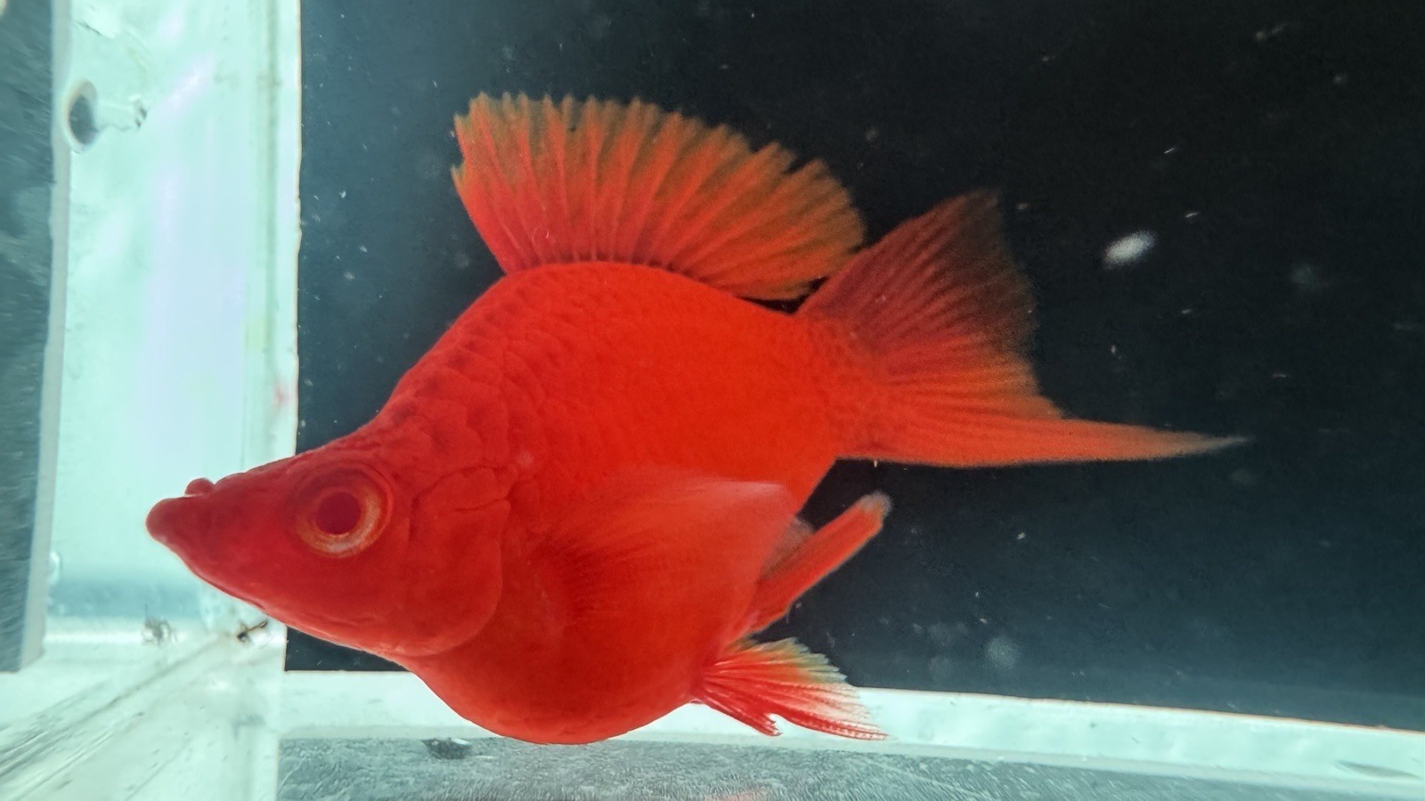 2 Pairs Albino Swordtail Short Body – Vibrant Aquarium Fish – Overnight Ship