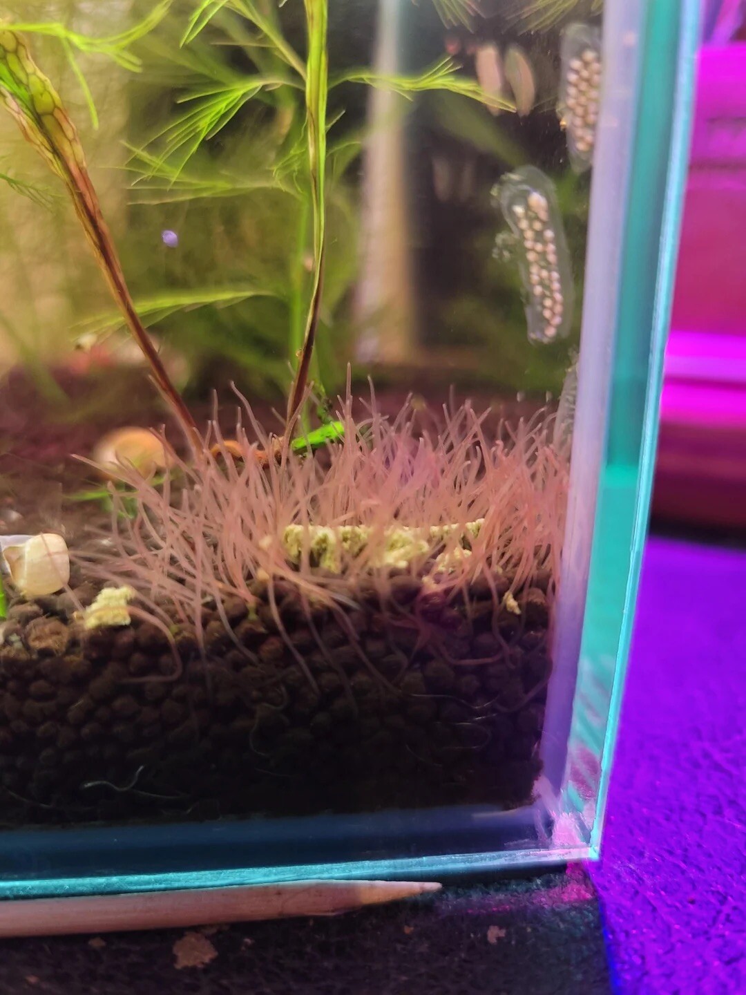 🪱💧 Live BLACKWORMS 100+ Healthy Strand - LIVE FISH FOOD💧🪱