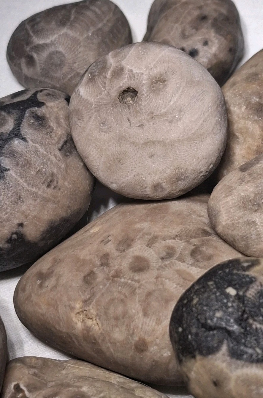 Michigan Petoskey Stone Lot 2 Pound Unpolished Natural Great Lakes Fossil Coral