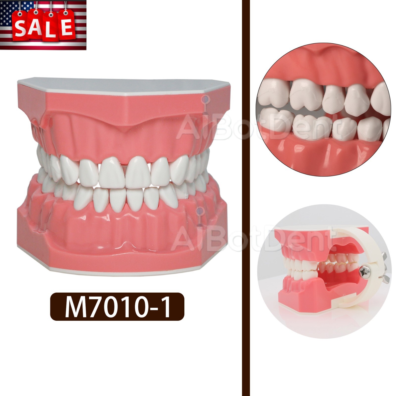 Dental Typodont Teeth Model Brushing Flossing Practice Teaching Model M7010-1